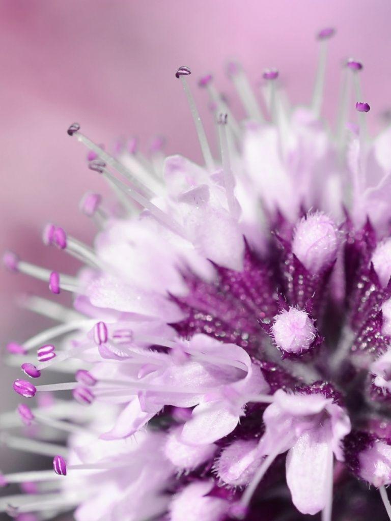 Flower iPad Wallpapers Top Free Flower iPad Backgrounds WallpaperAccess