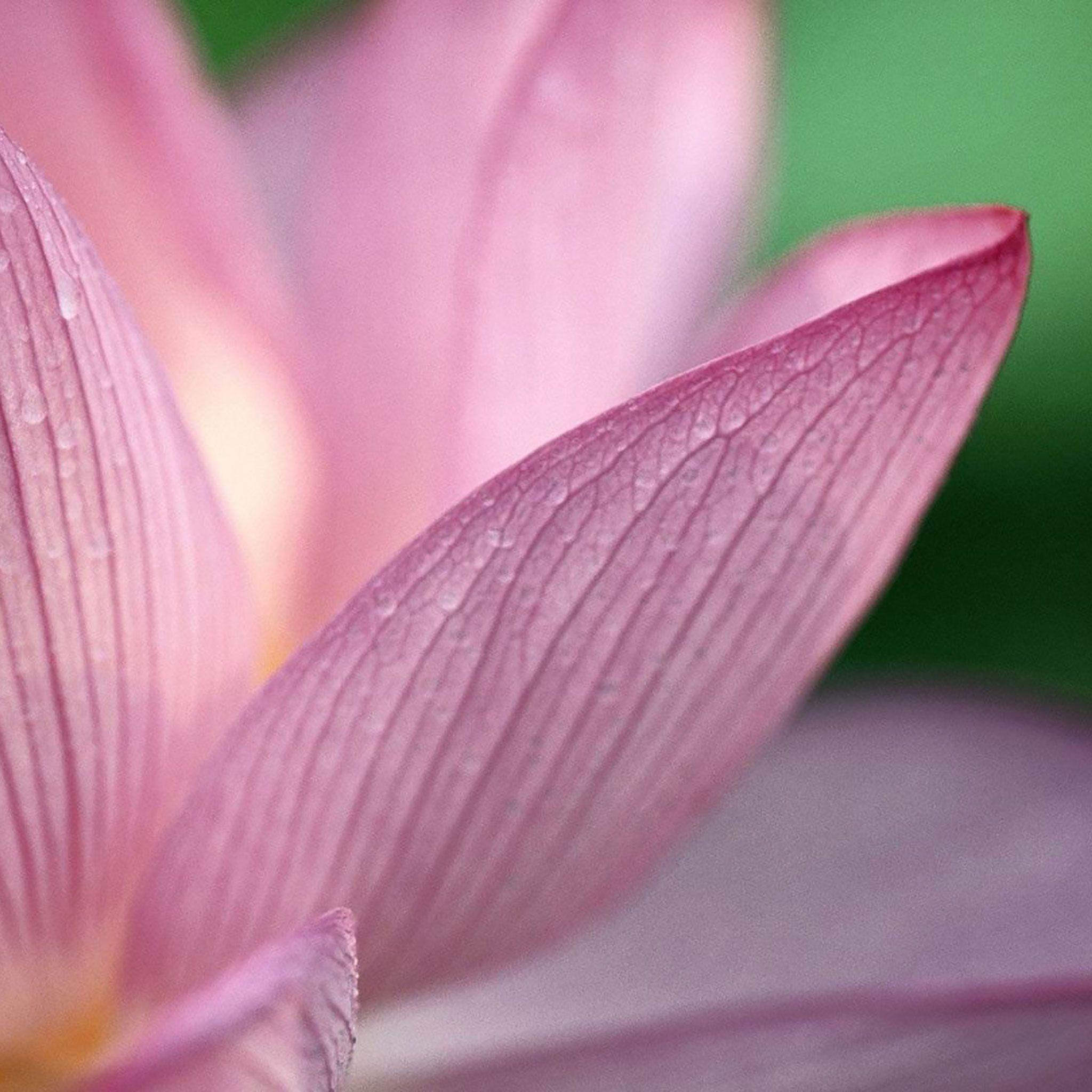 Flower iPad Wallpapers Top Free Flower iPad Backgrounds WallpaperAccess