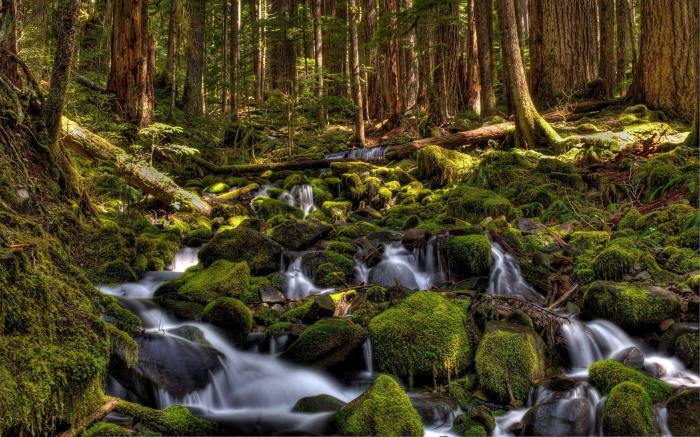 Olympic National Park in Washington: A Travel Guide Best psionic disciplines bg3 mystic