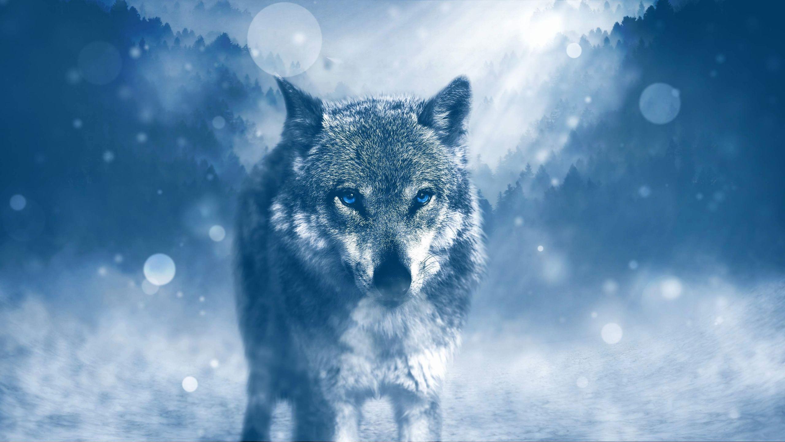 Red and Blue Wolf Wallpapers Top Free Red and Blue Wolf Backgrounds