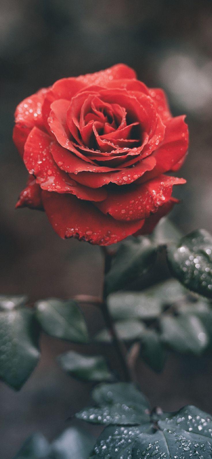 Rose Phone Wallpapers Top Free Rose Phone Backgrounds WallpaperAccess