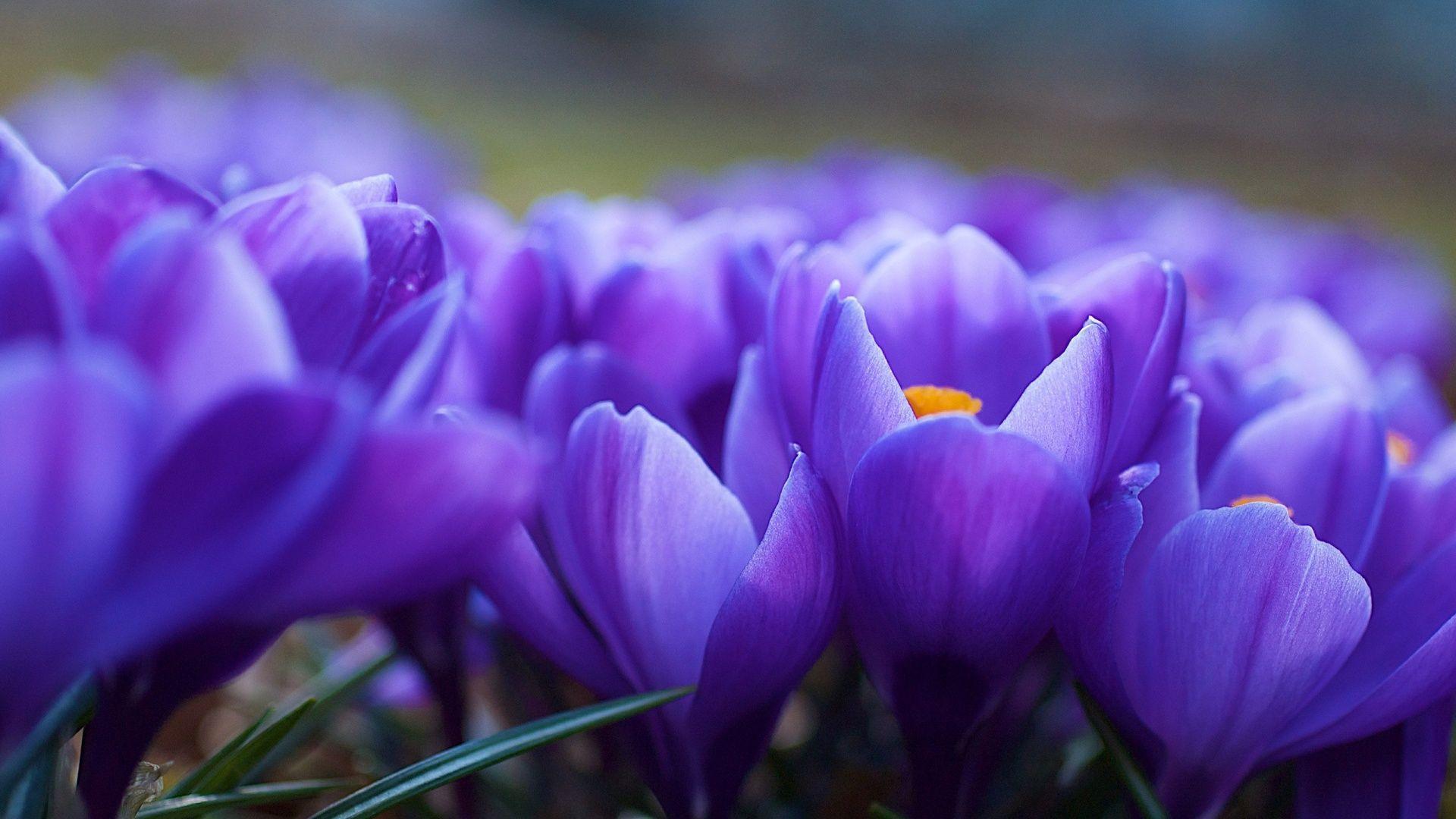 Violet Flower Wallpapers Top Free Violet Flower Backgrounds