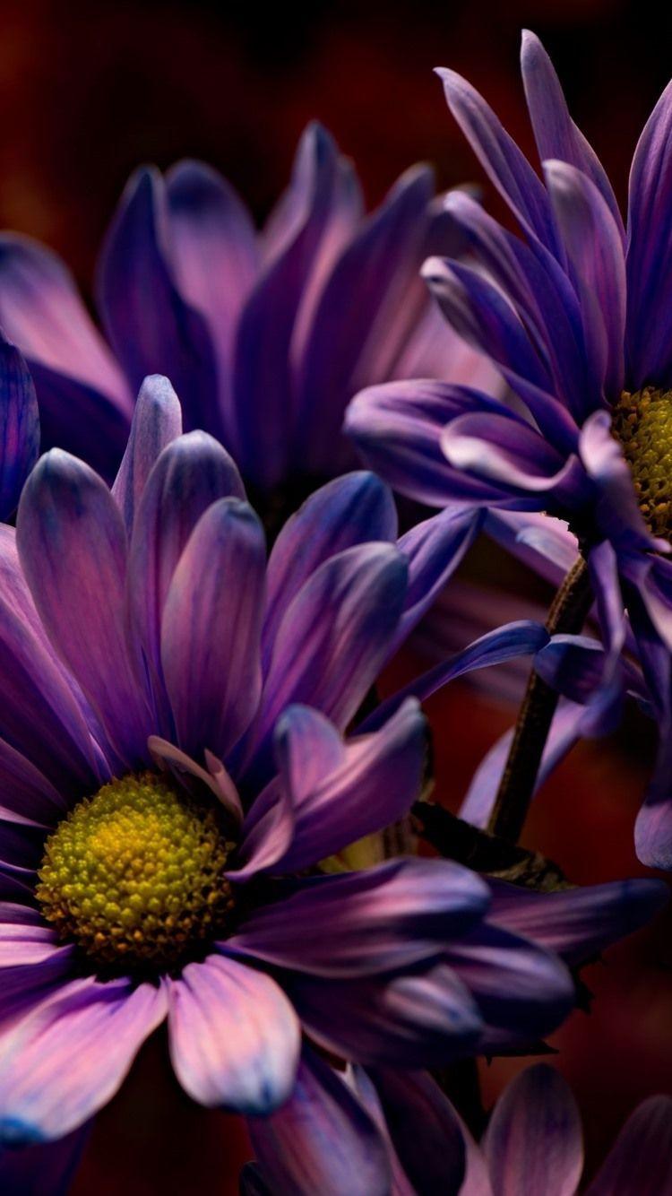 Blue and Purple Flowers Wallpapers Top Free Blue and Purple Flowers