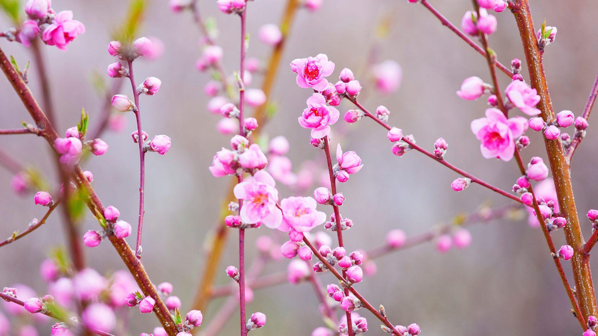 Peach Blossom Wallpapers Top Free Peach Blossom Backgrounds