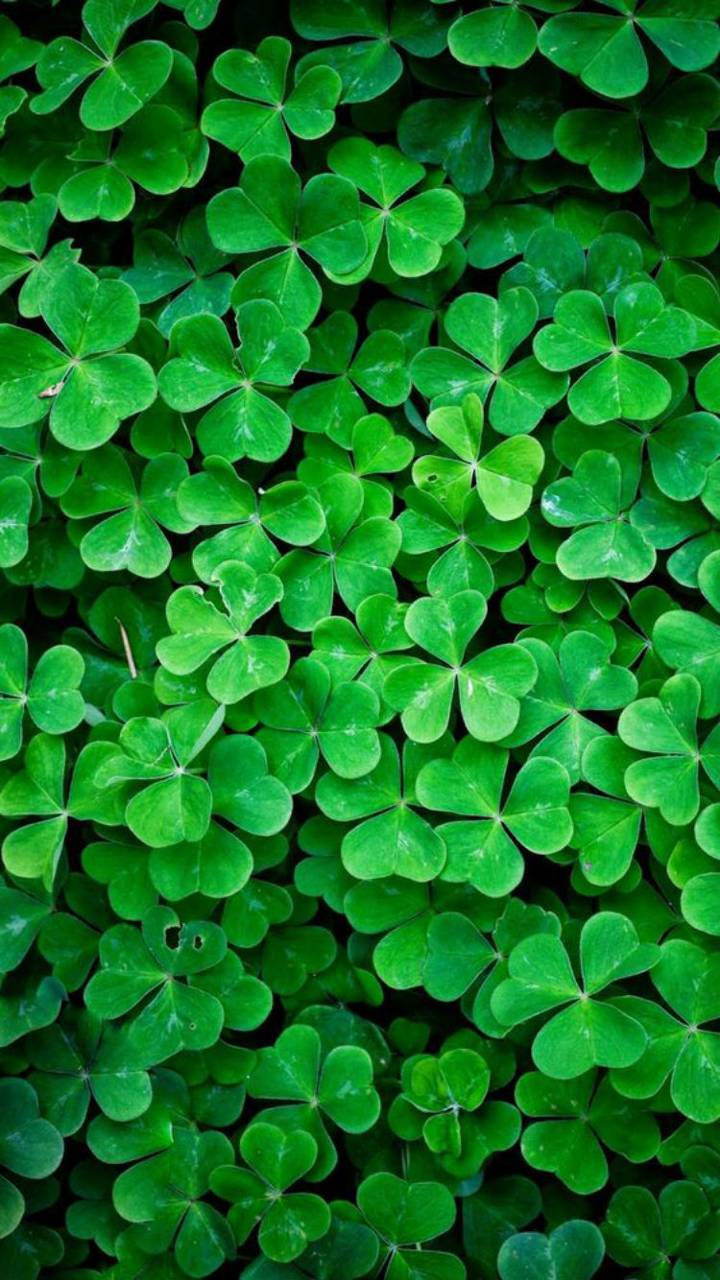 Four Leaf Clover Wallpapers Top Free Four Leaf Clover Backgrounds