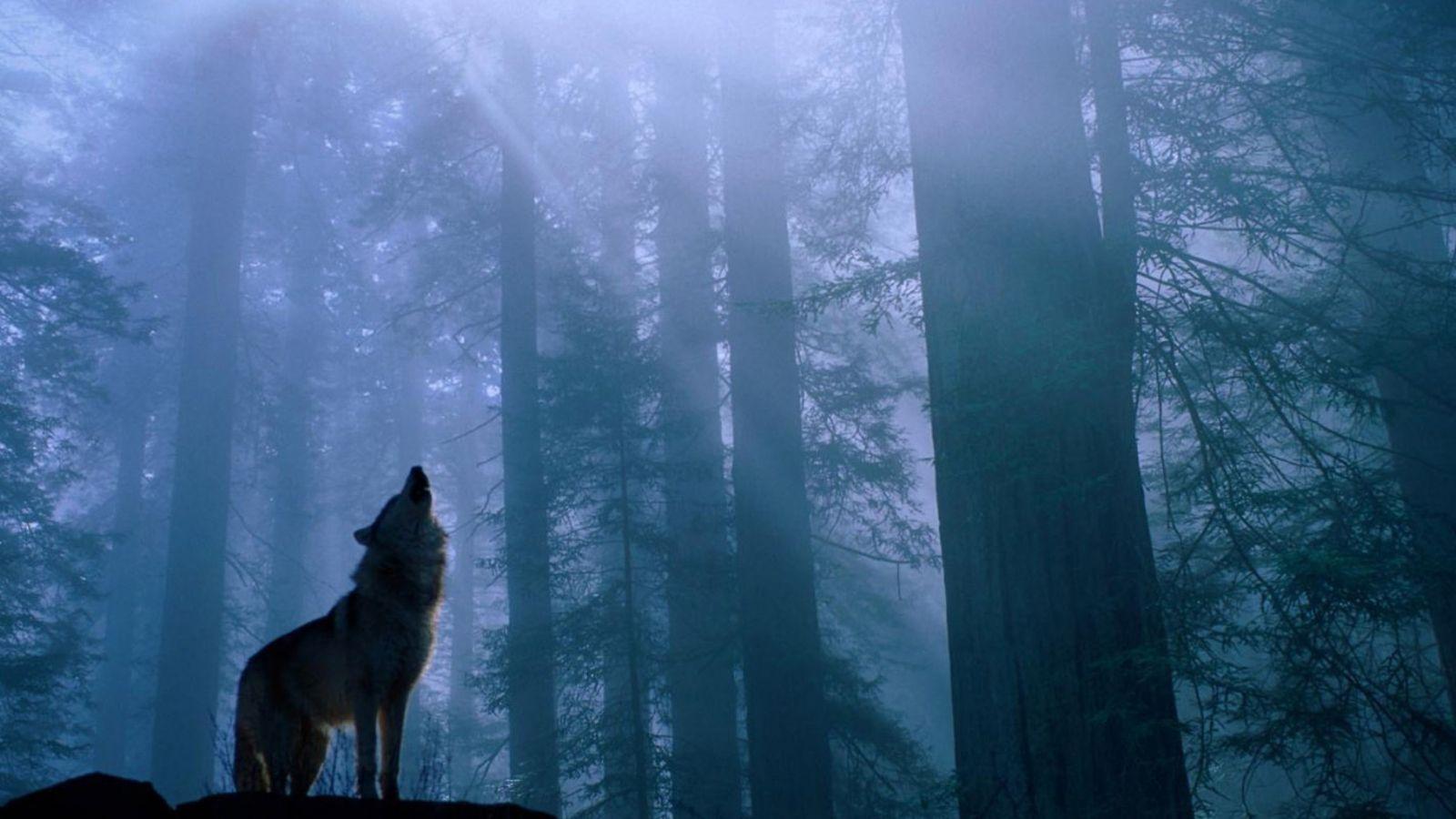 Animal Dual Monitor Wallpapers Top Free Animal Dual Monitor