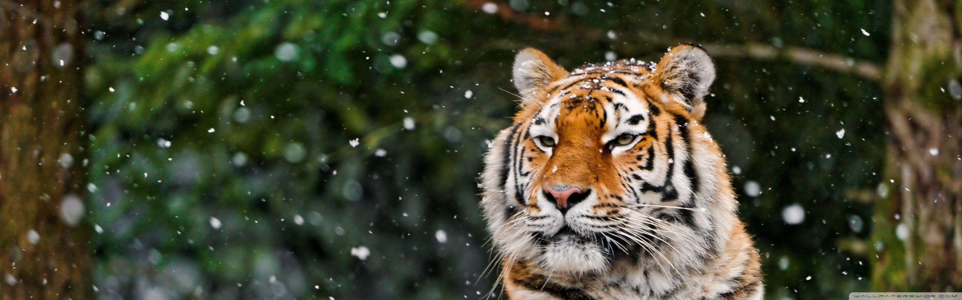 Animal Dual Monitor Wallpapers Top Free Animal Dual Monitor