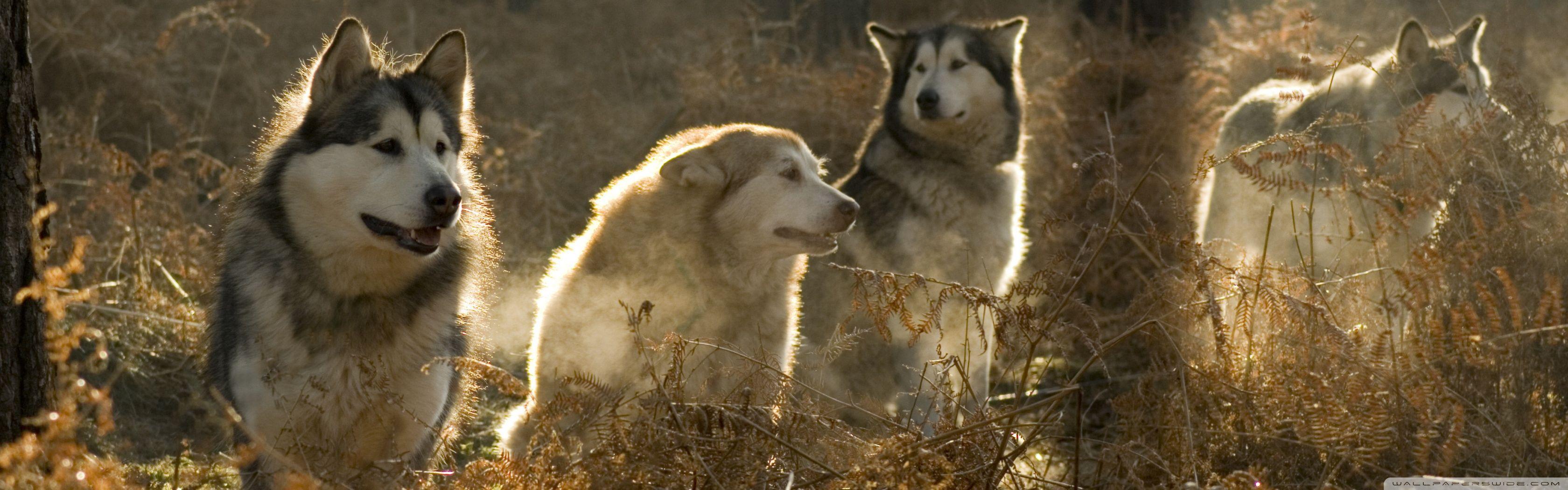 Animal Dual Monitor Wallpapers Top Free Animal Dual Monitor