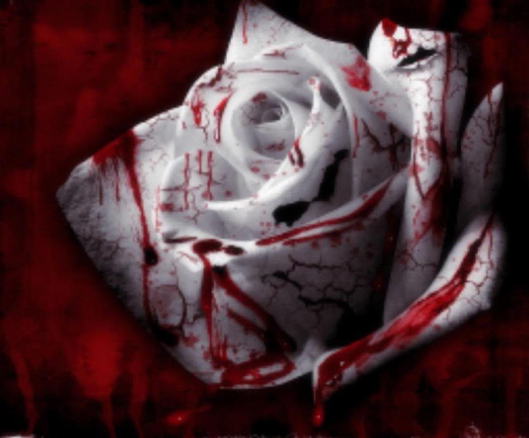 Blood Rose Wallpapers Top Free Blood Rose Backgrounds WallpaperAccess