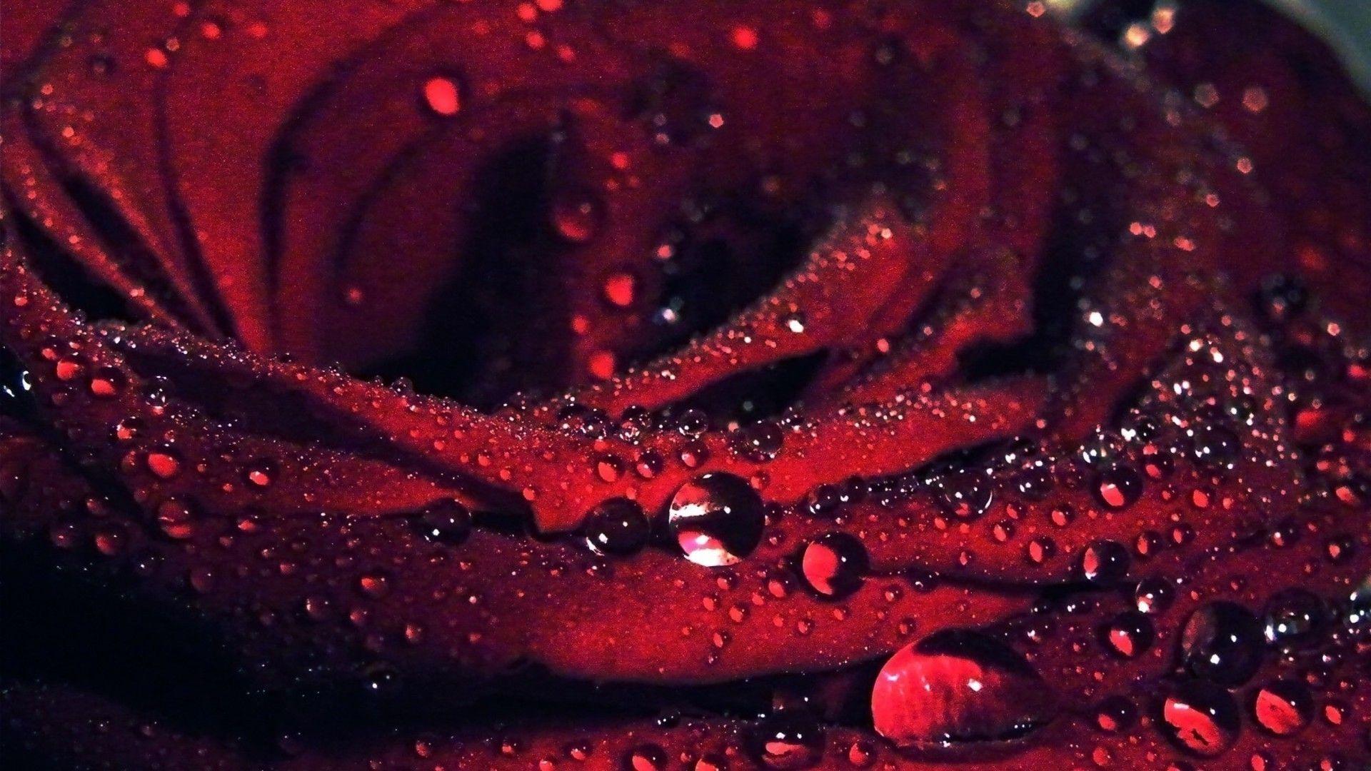 Blood Rose Wallpapers Top Free Blood Rose Backgrounds WallpaperAccess