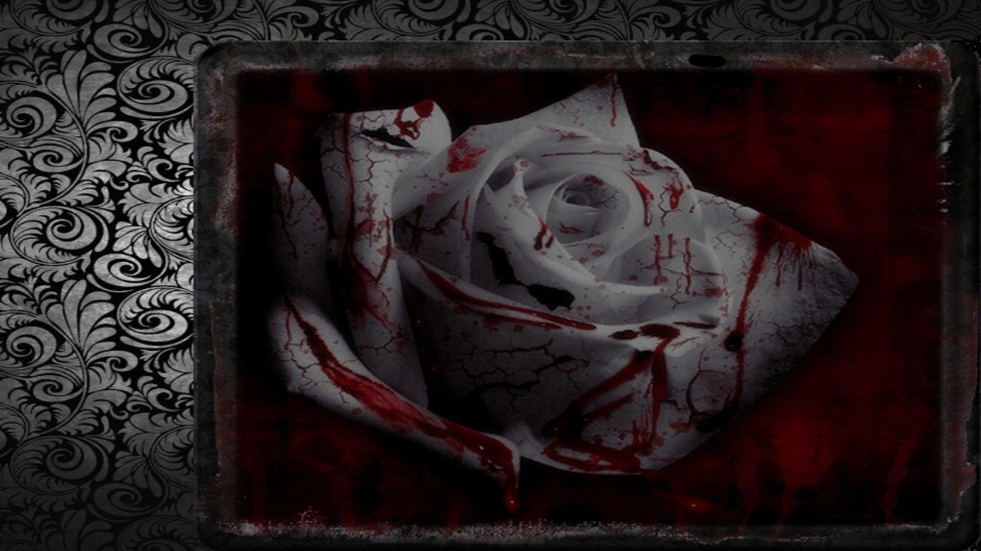 Blood Rose Wallpapers Top Free Blood Rose Backgrounds WallpaperAccess