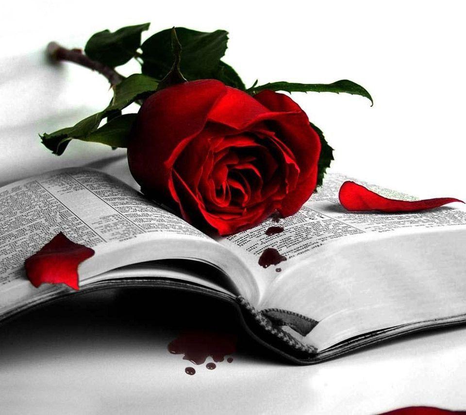Blood Rose Wallpapers Top Free Blood Rose Backgrounds WallpaperAccess