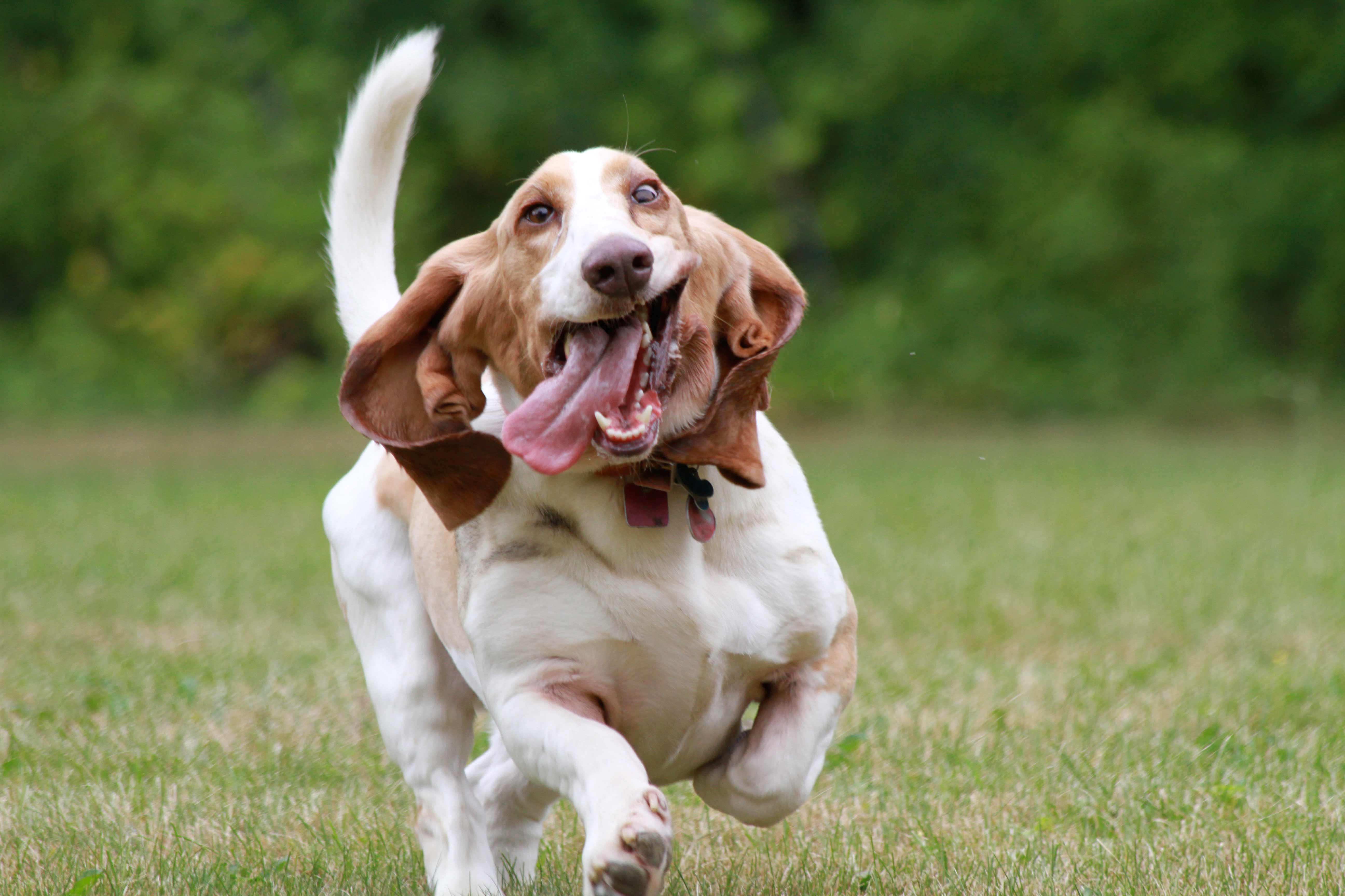 Hound Dogs Wallpapers Top Free Hound Dogs Backgrounds WallpaperAccess