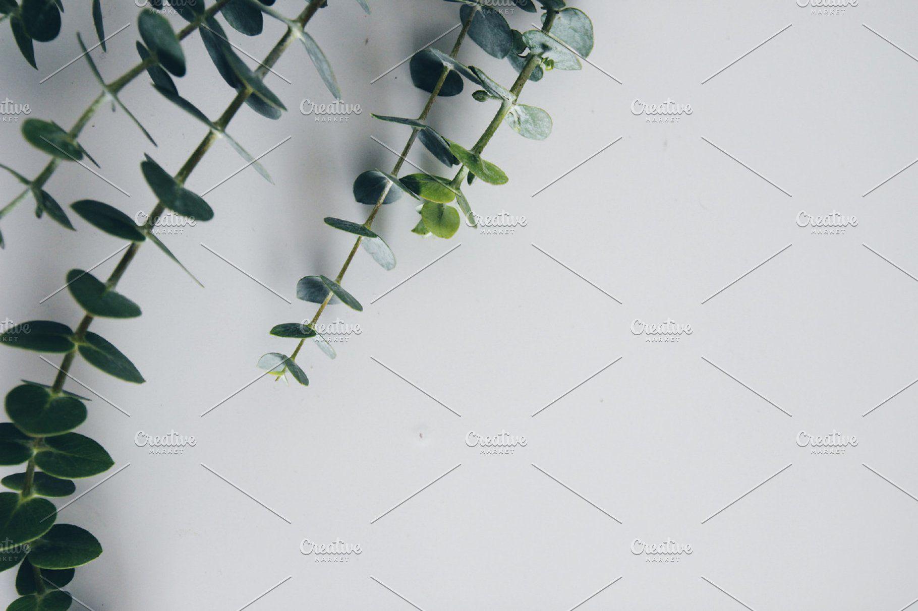 Eucalyptus Desktop Background