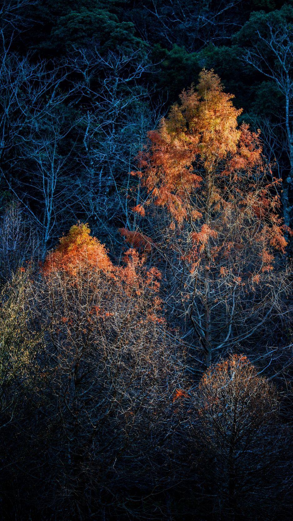 Dark Autumn Wallpapers Top Free Dark Autumn Backgrounds WallpaperAccess