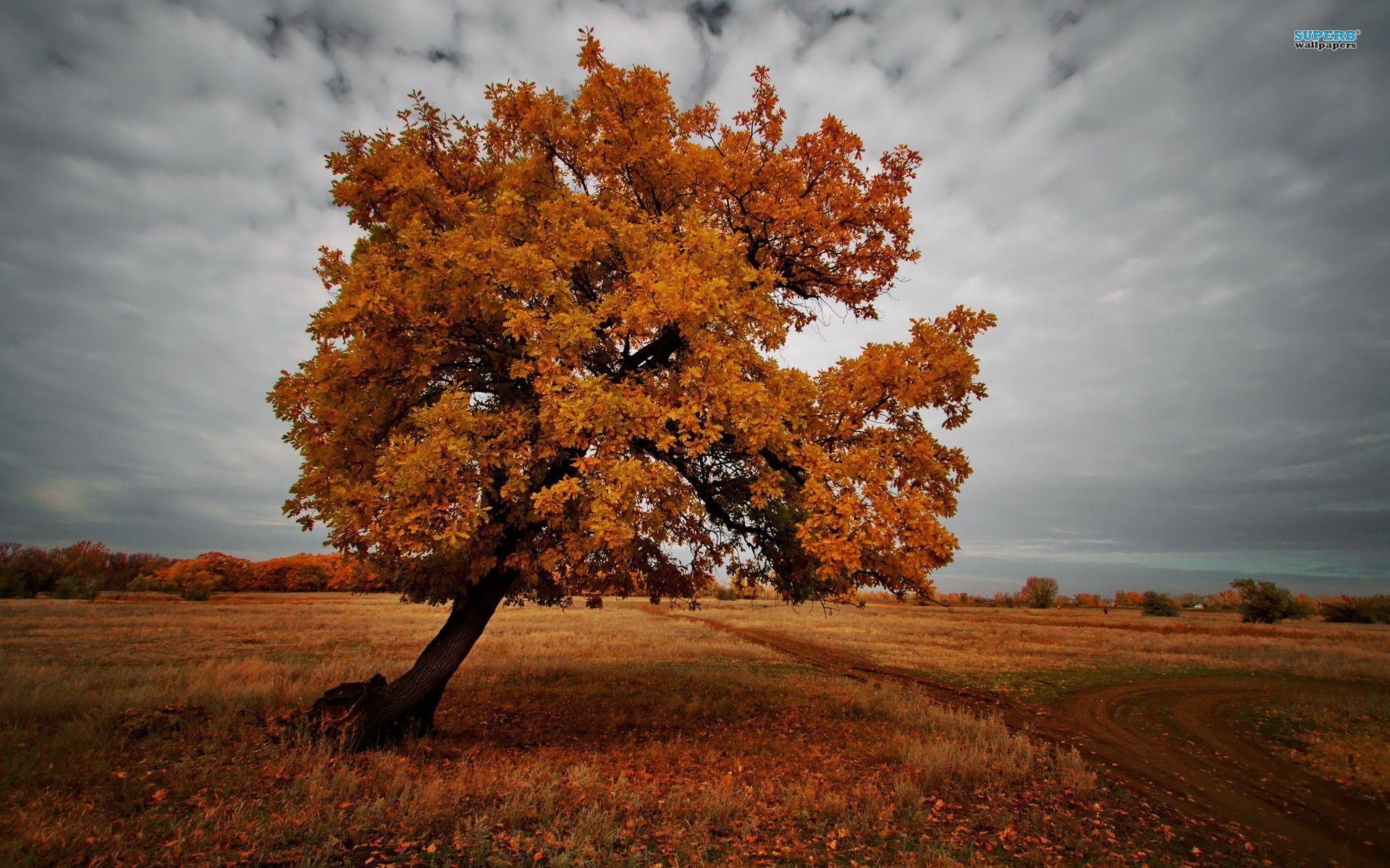 Dark Autumn Wallpapers Top Free Dark Autumn Backgrounds WallpaperAccess