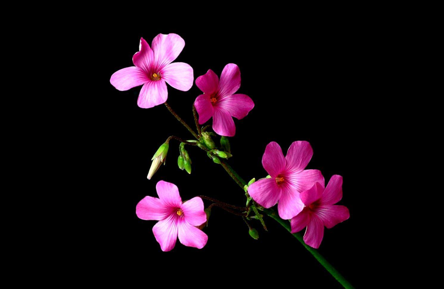 Dark Pink Flower Wallpapers Top Free Dark Pink Flower Backgrounds