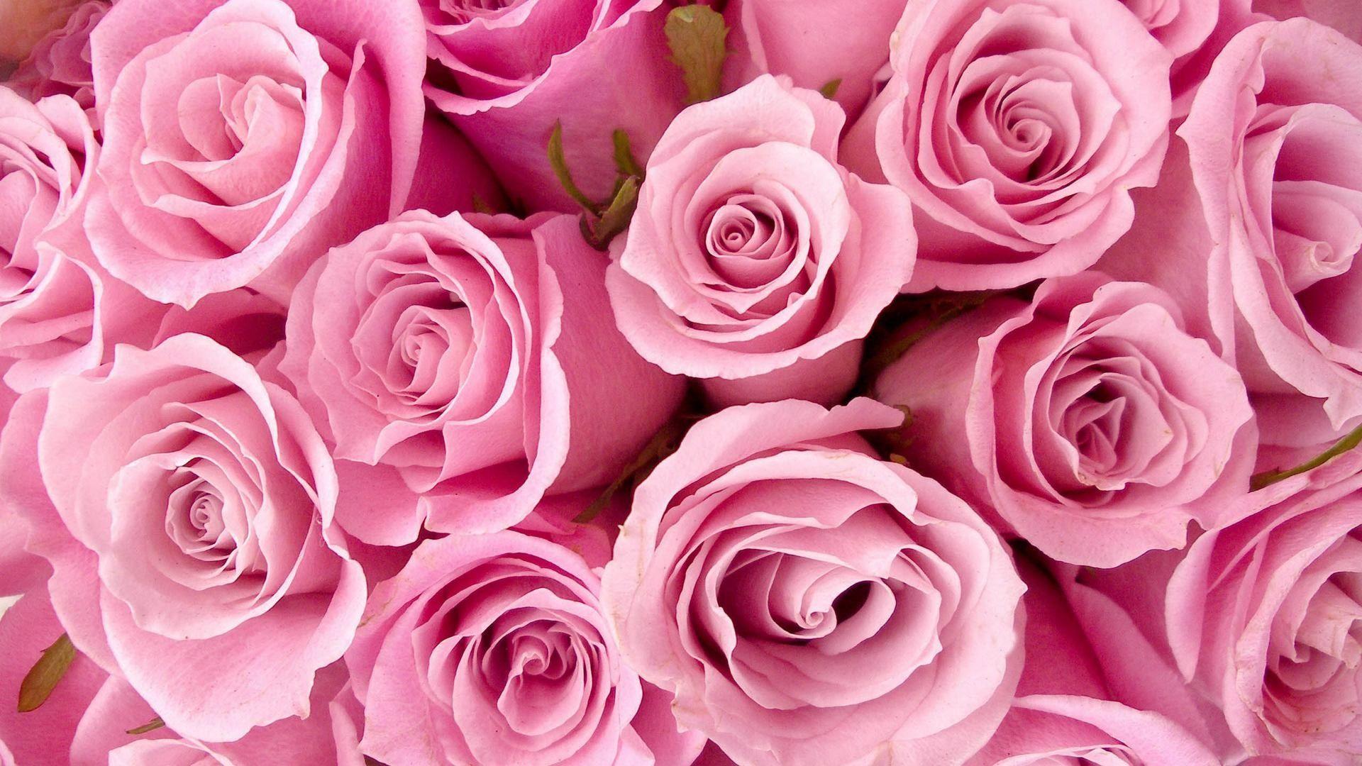 Pink Roses HD Wallpapers Top Free Pink Roses HD Backgrounds