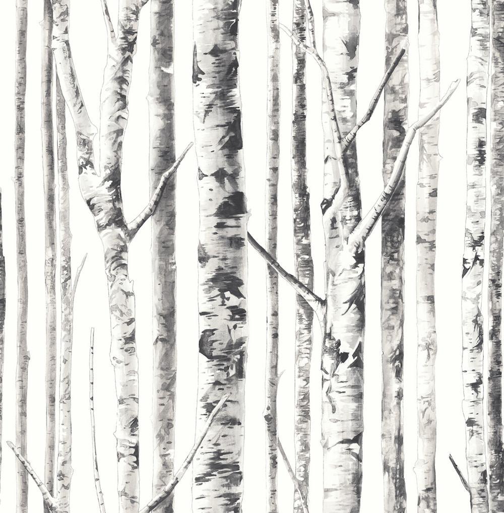 Birch Wallpapers Top Free Birch Backgrounds WallpaperAccess