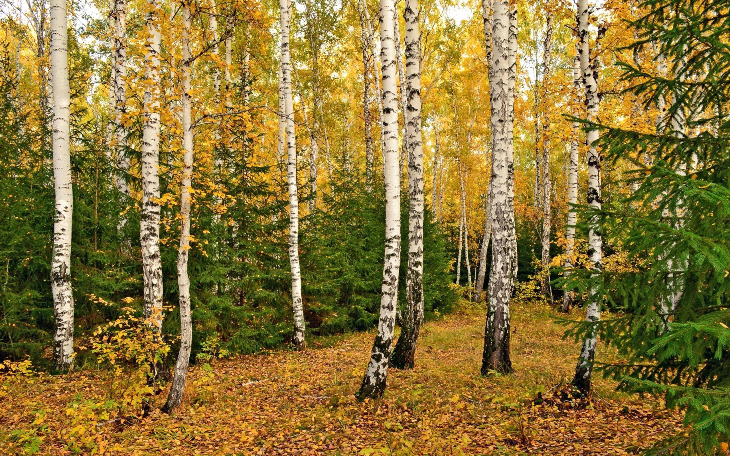 Birch Wallpapers Top Free Birch Backgrounds WallpaperAccess