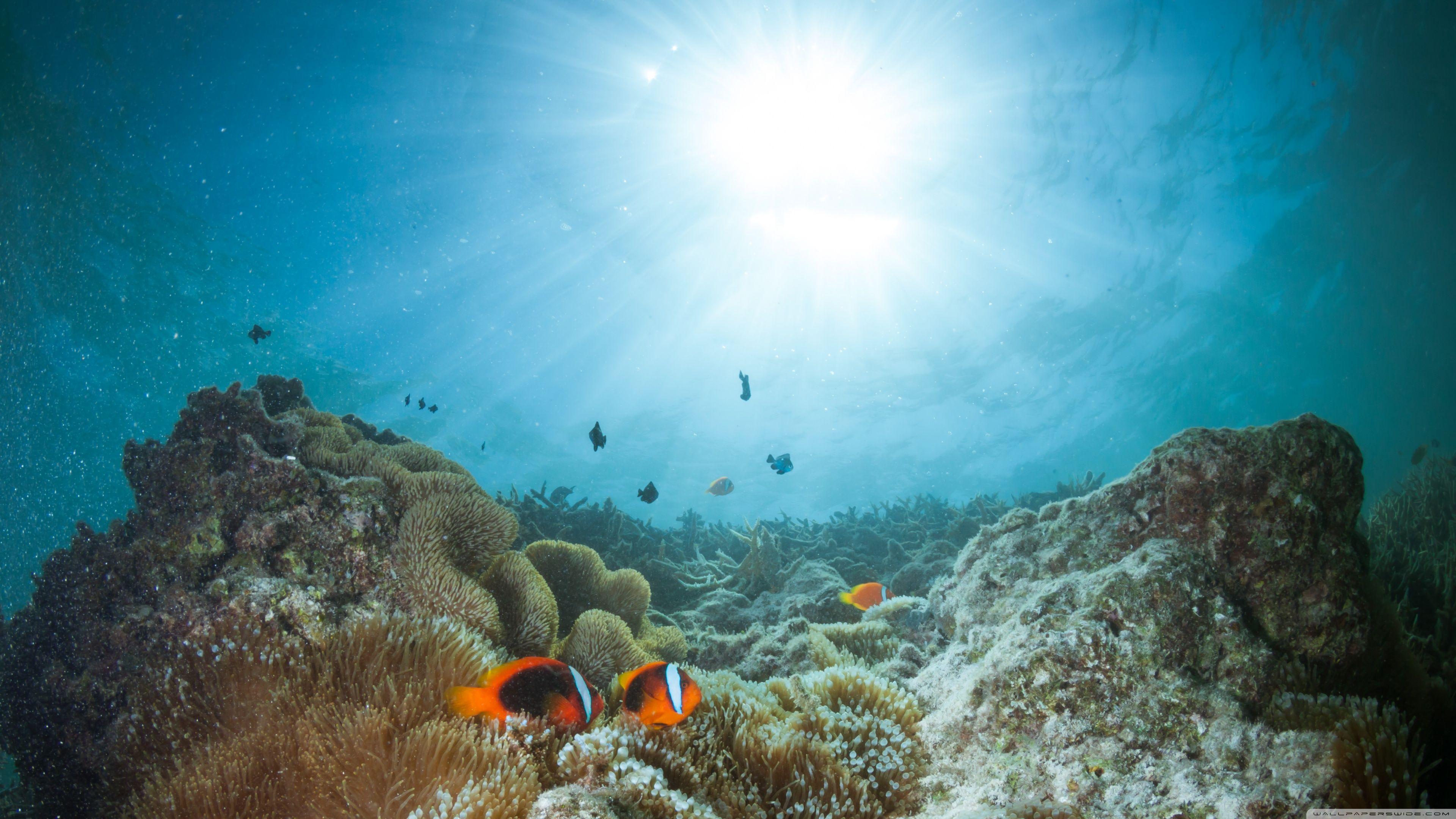 Tropical Coral Reef 4K Wallpapers Top Free Tropical Coral Reef 4K