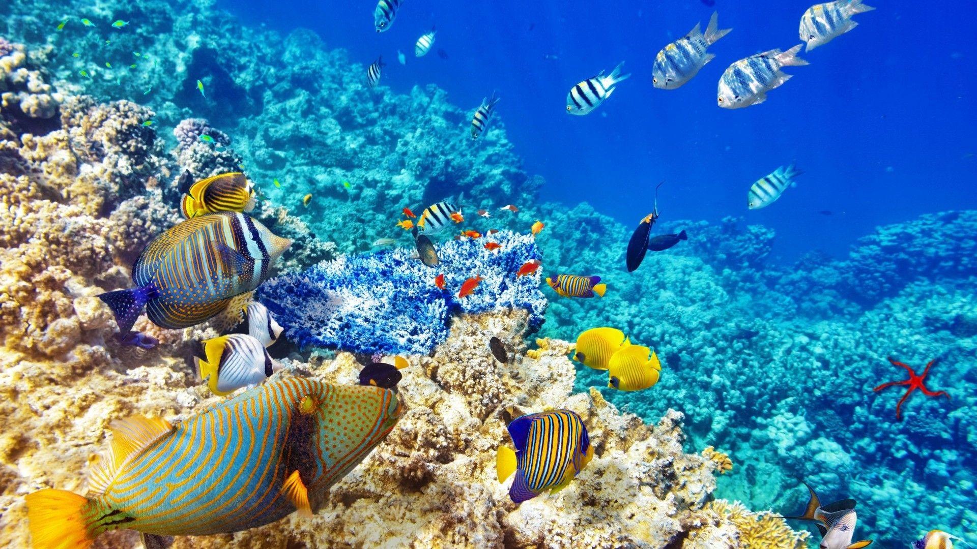 Coral Reef 4K Wallpapers Top Free Coral Reef 4K Backgrounds