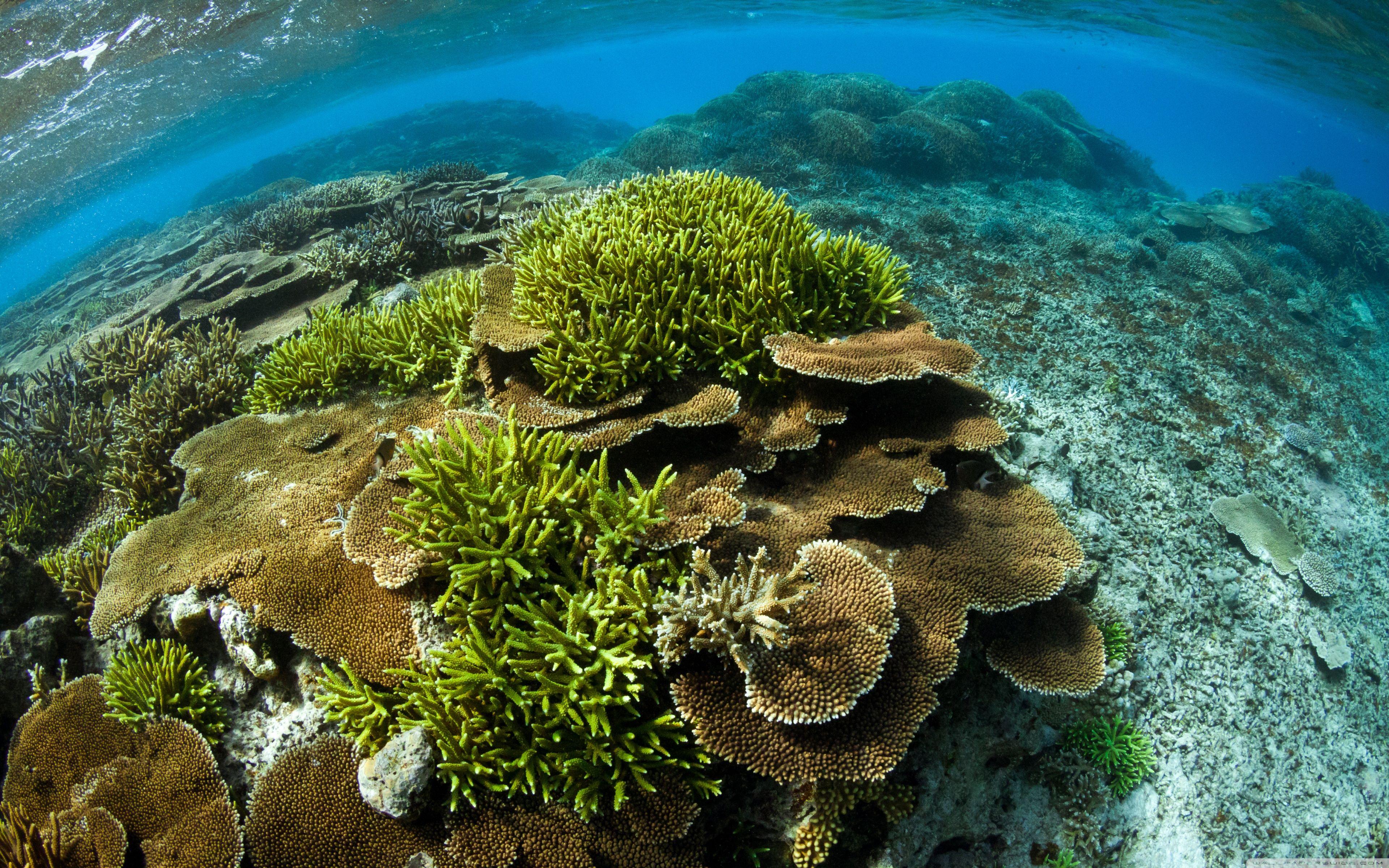 Coral Reef 4K Dual Monitor Wallpapers Top Free Coral Reef 4K Dual