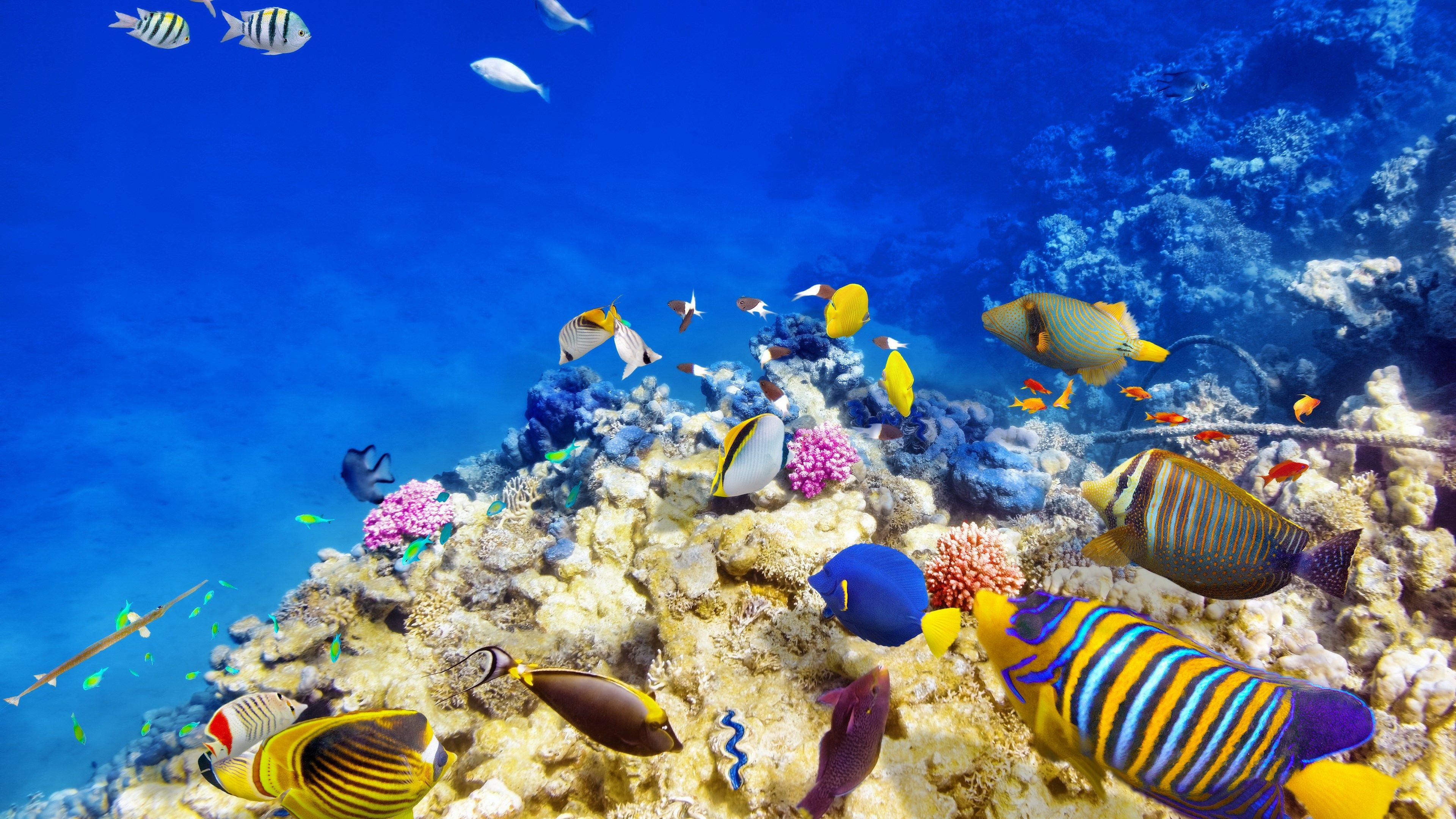 Coral Reef 4K Wallpapers Top Free Coral Reef 4K Backgrounds