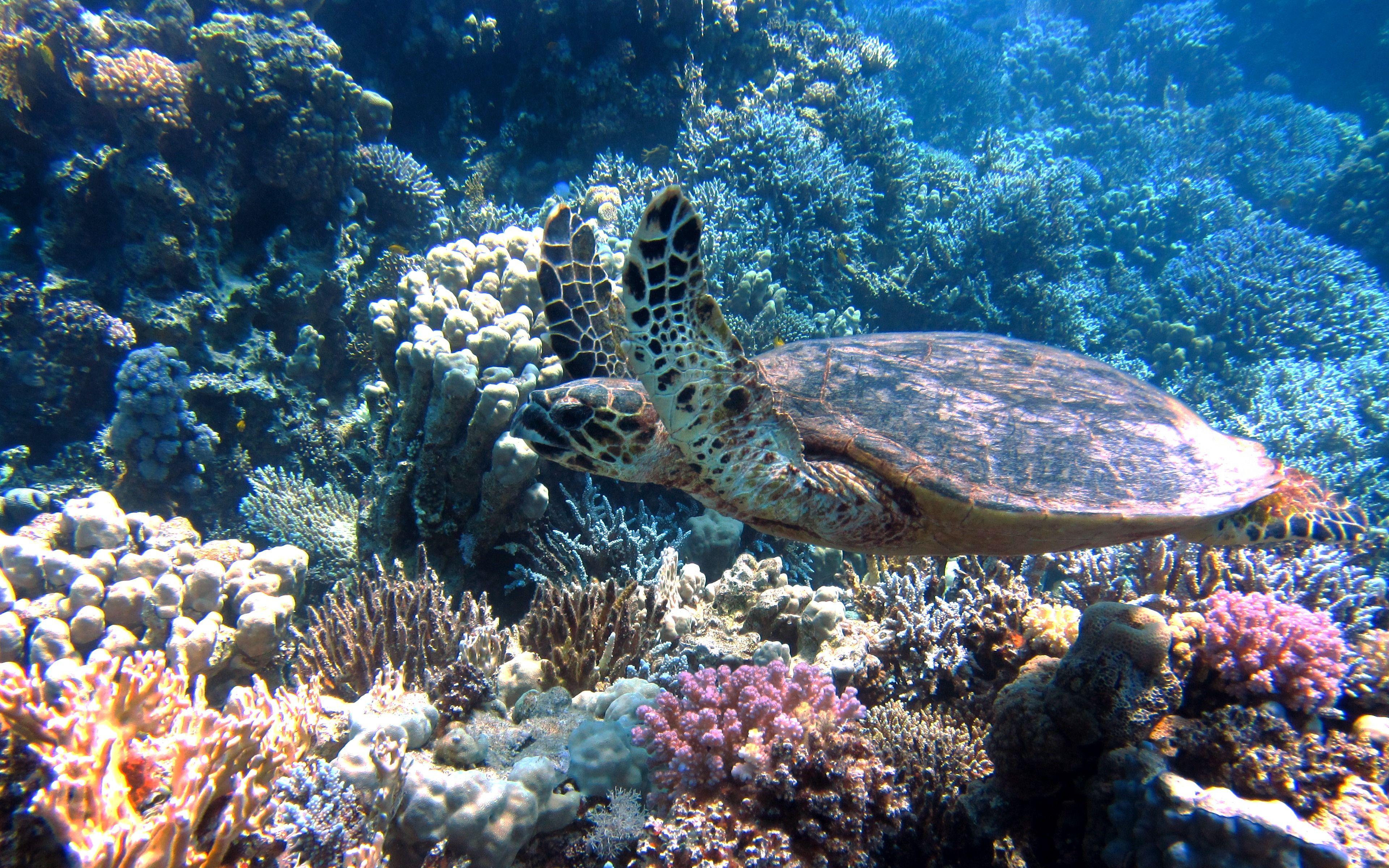 Coral Reef 4K Wallpapers Top Free Coral Reef 4K Backgrounds