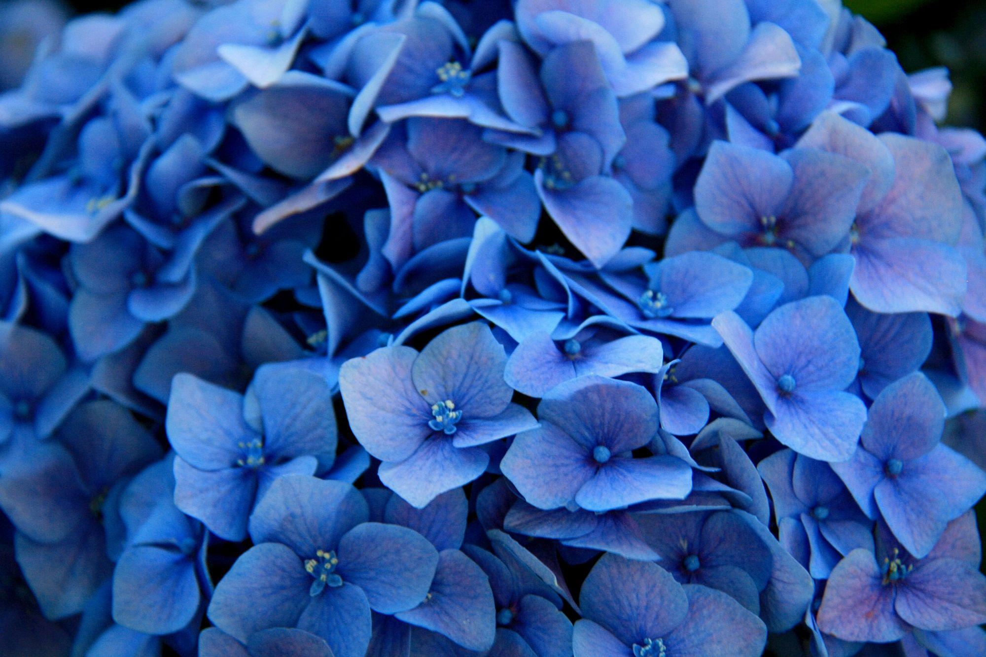 Red White and Blue Flowers Wallpapers Top Free Red White and Blue