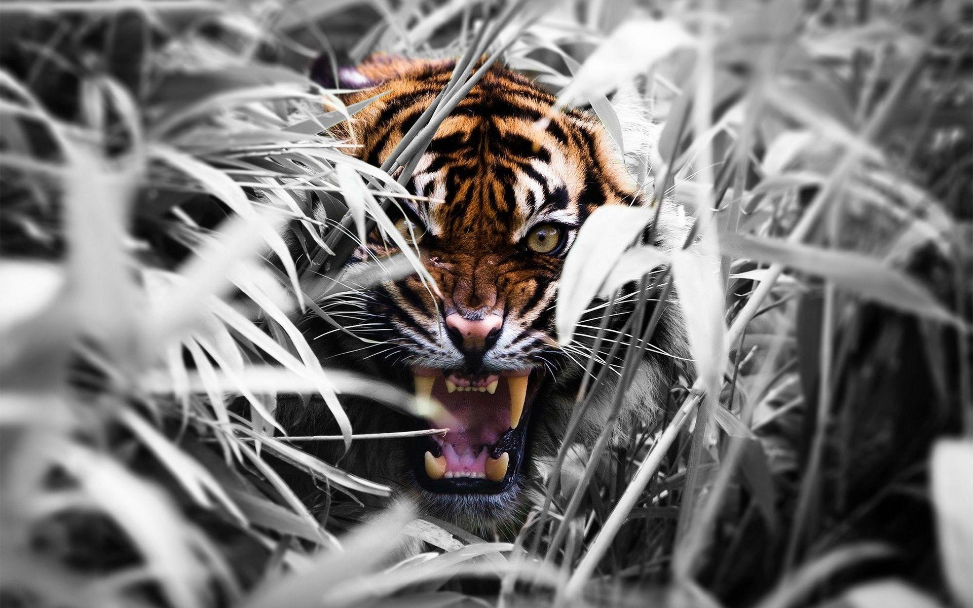 Angry Tiger Wallpapers Top Free Angry Tiger Backgrounds WallpaperAccess
