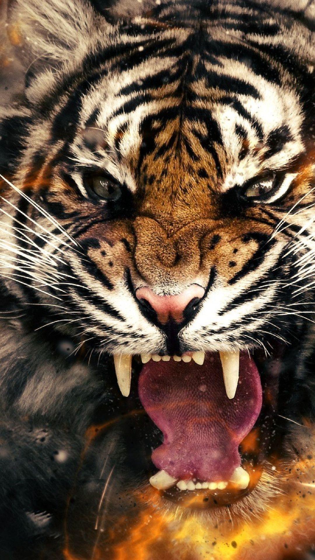 Angry Tiger Wallpapers Top Free Angry Tiger Backgrounds WallpaperAccess