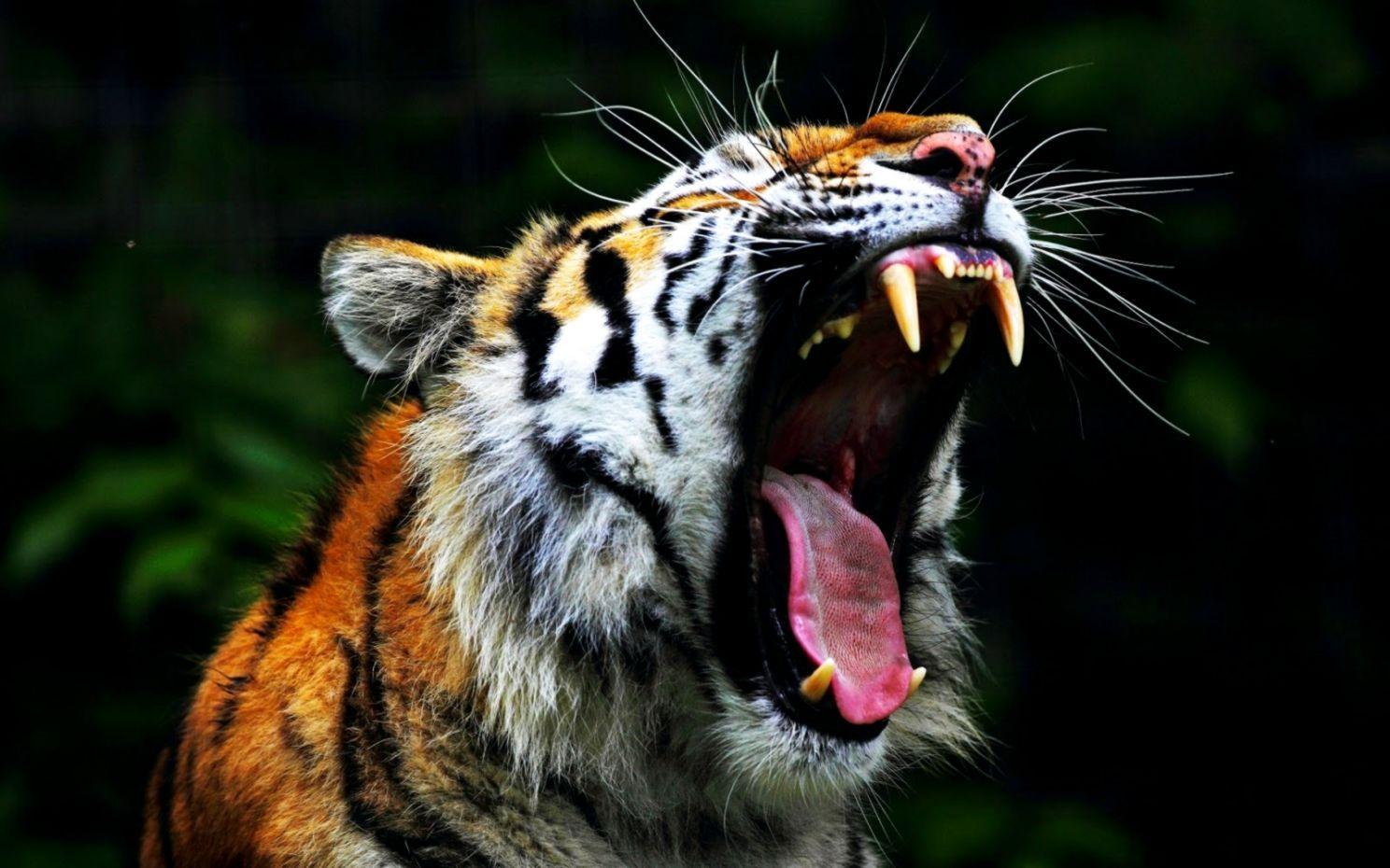 Angry Tiger Wallpapers Top Free Angry Tiger Backgrounds WallpaperAccess