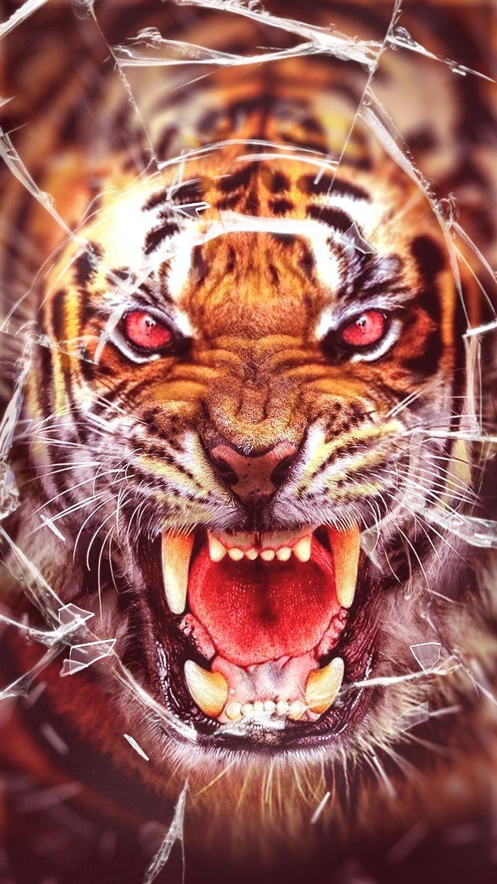 Angry Tiger Wallpapers Top Free Angry Tiger Backgrounds WallpaperAccess