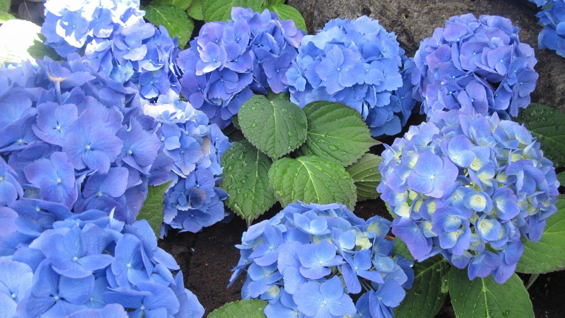 Red White and Blue Flowers Wallpapers Top Free Red White and Blue