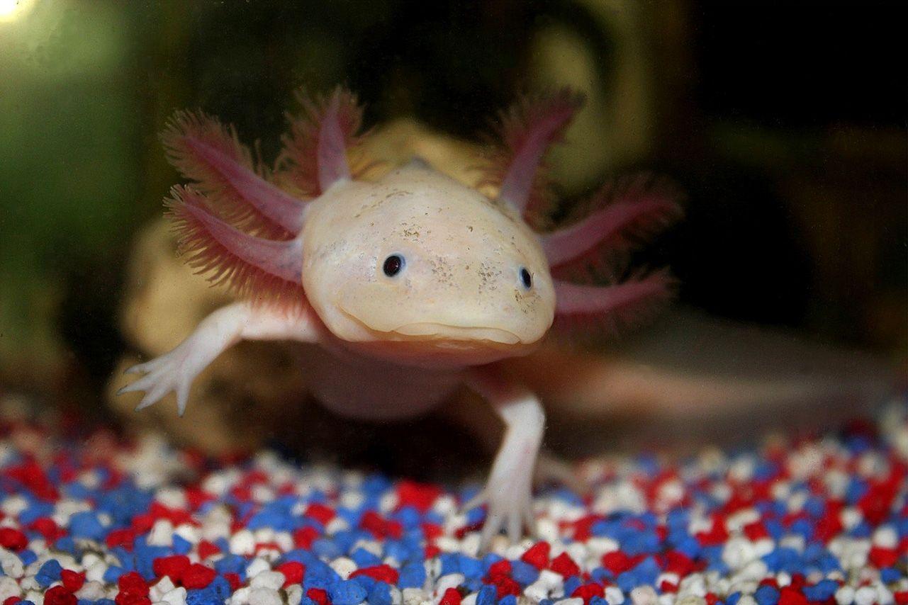 Axolotl Wallpapers Top Free Axolotl Backgrounds WallpaperAccess