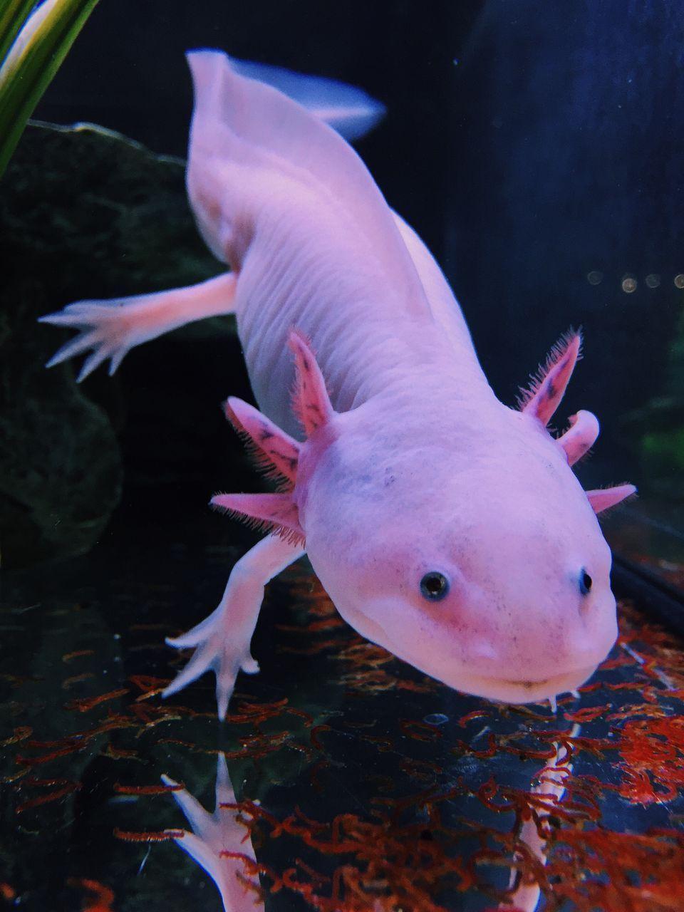 Axolotl Wallpapers Top Free Axolotl Backgrounds WallpaperAccess