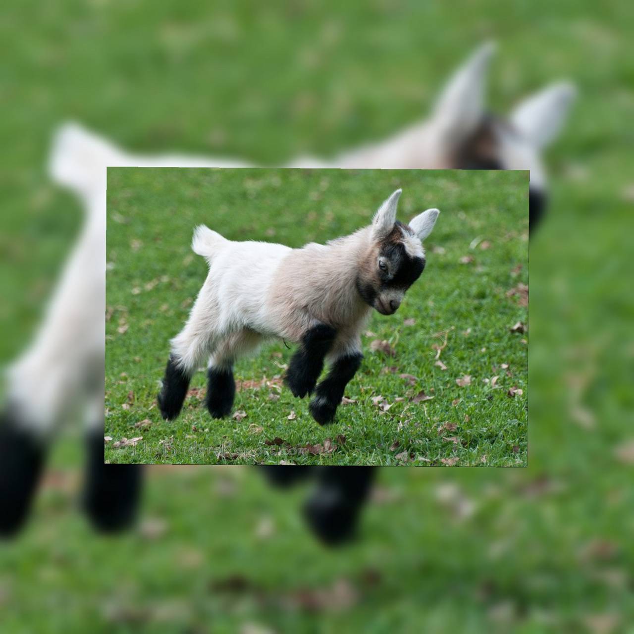 Cute Goat Wallpapers Top Free Cute Goat Backgrounds WallpaperAccess