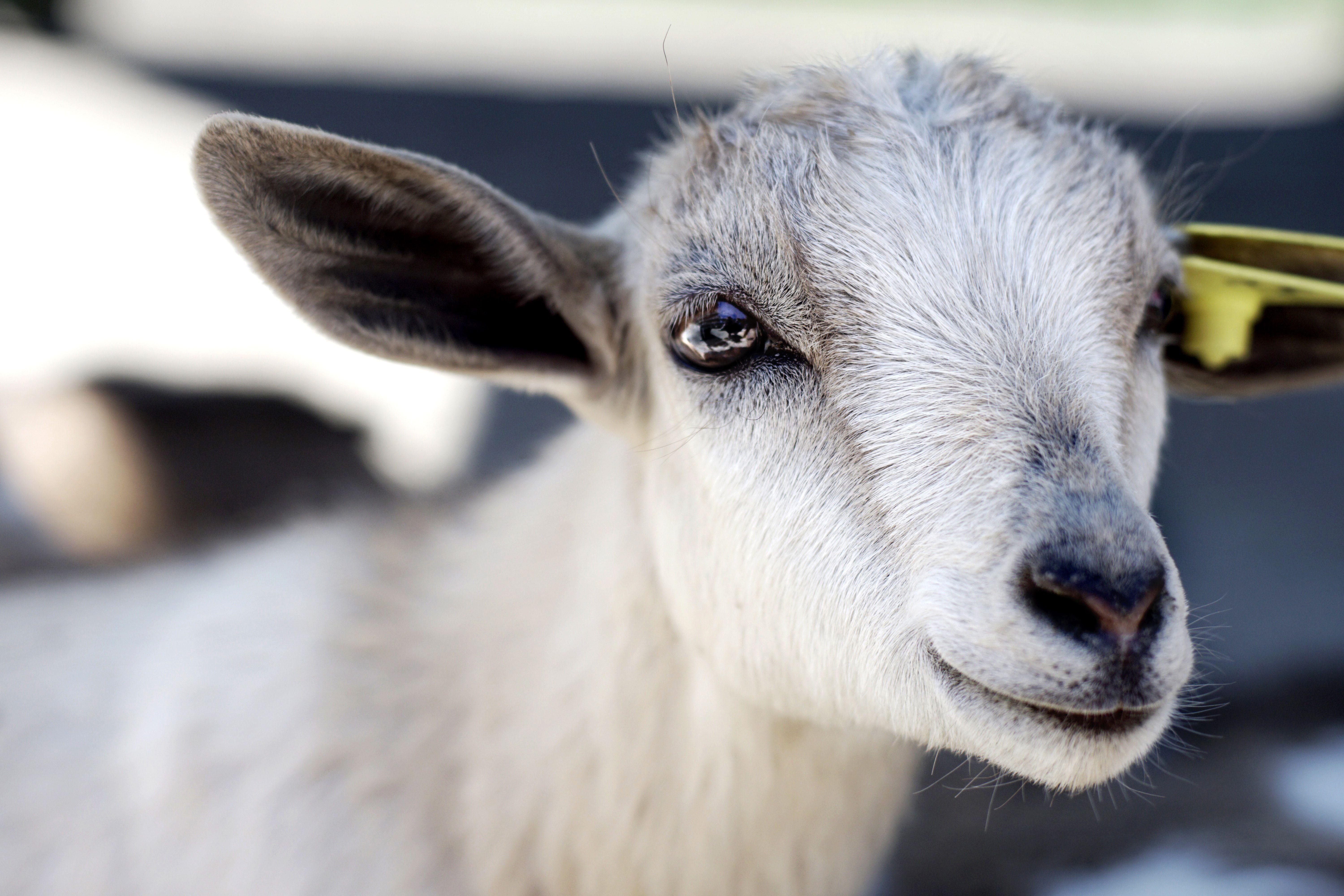 Baby Goat Wallpapers Top Free Baby Goat Backgrounds WallpaperAccess