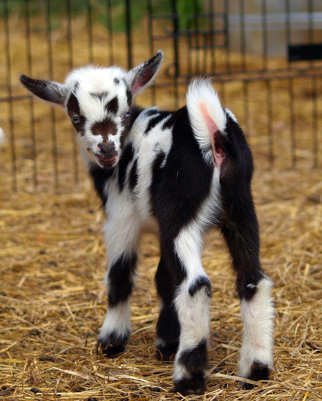 Baby Goat Wallpapers Top Free Baby Goat Backgrounds WallpaperAccess