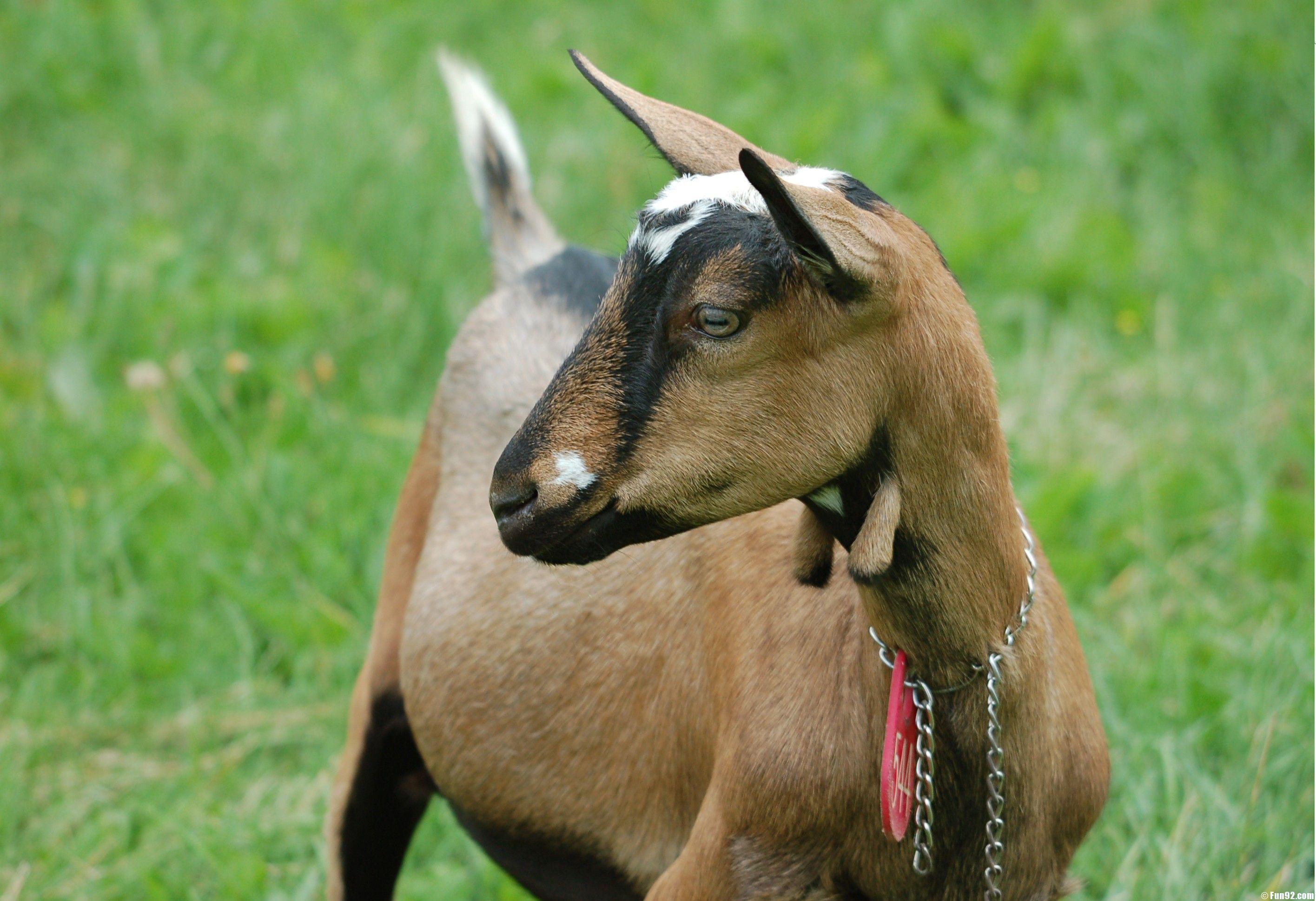 Baby Goat Wallpapers Top Free Baby Goat Backgrounds WallpaperAccess