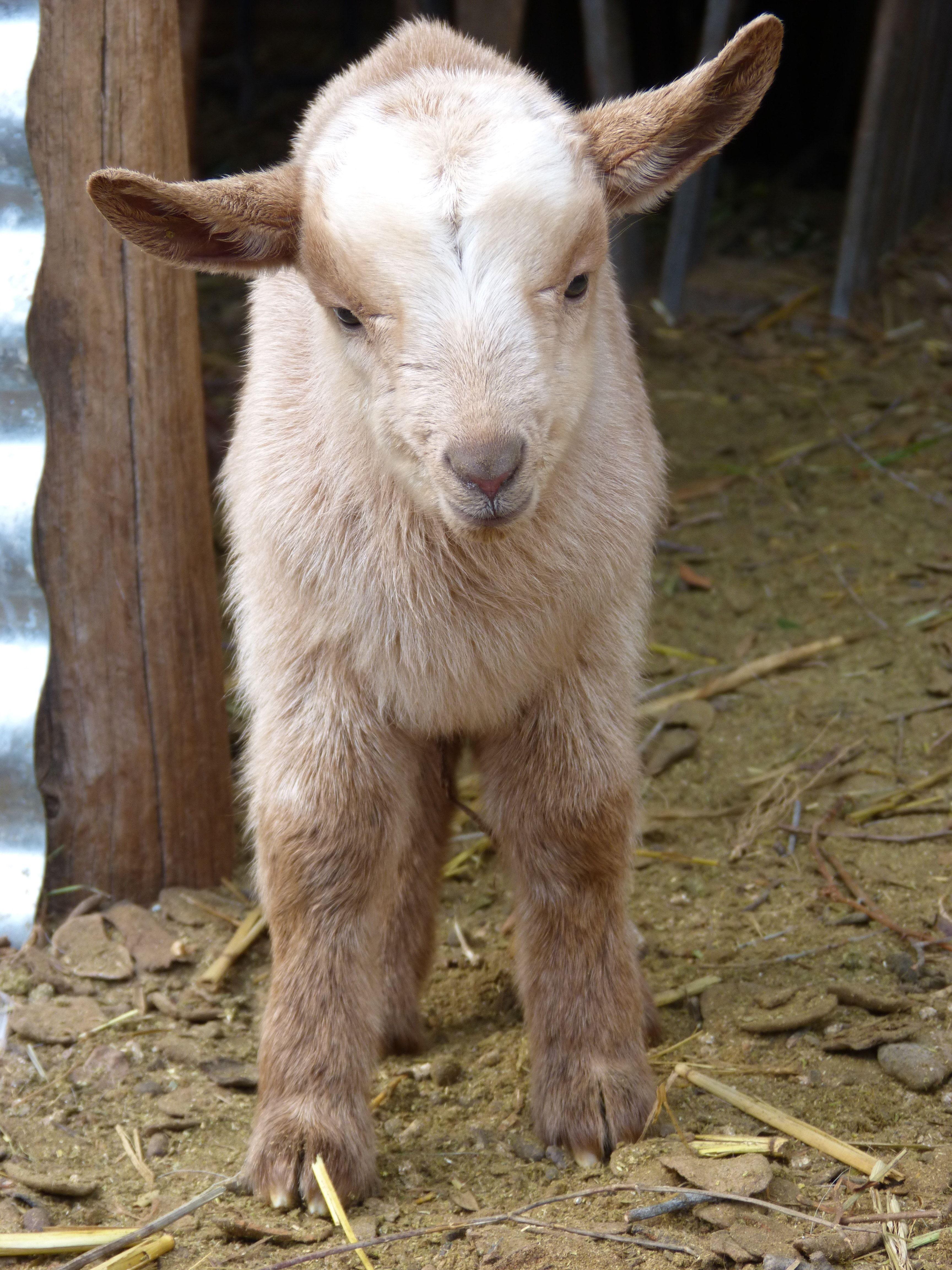 Baby Goat Wallpapers Top Free Baby Goat Backgrounds WallpaperAccess
