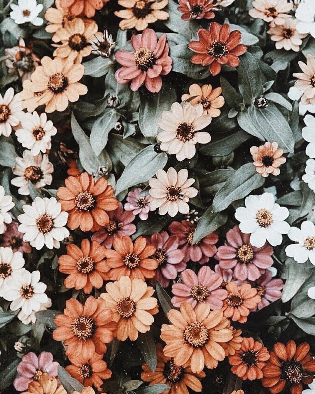 Aesthetic Flowers iPhone Wallpapers Top Free Aesthetic Flowers iPhone