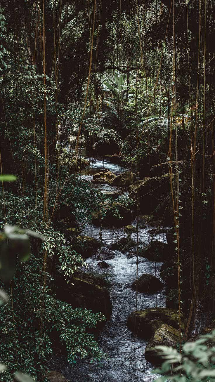 Jungle iPhone Wallpapers Top Free Jungle iPhone Backgrounds