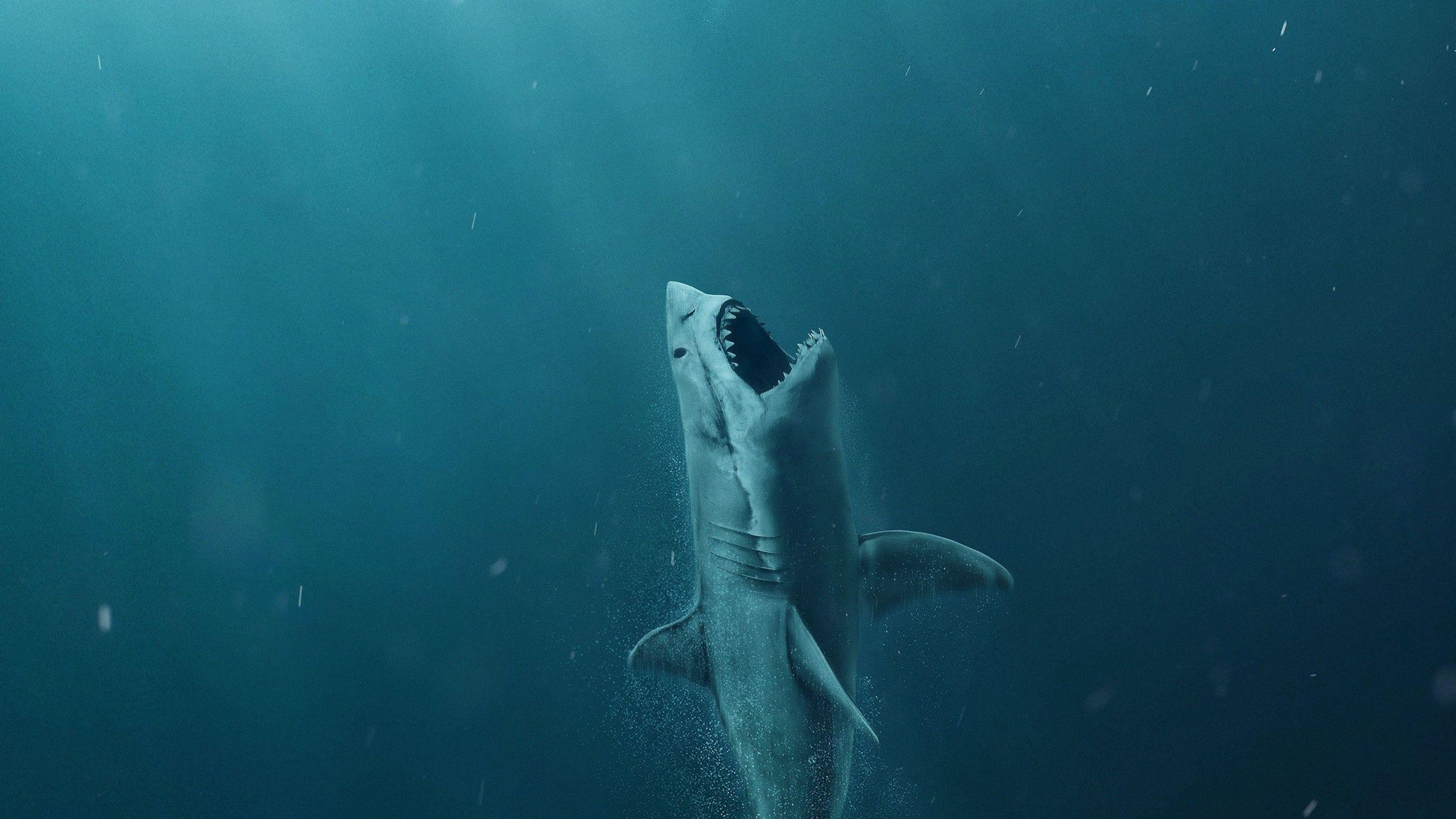 Shark 4K Wallpapers Top Free Shark 4K Backgrounds WallpaperAccess