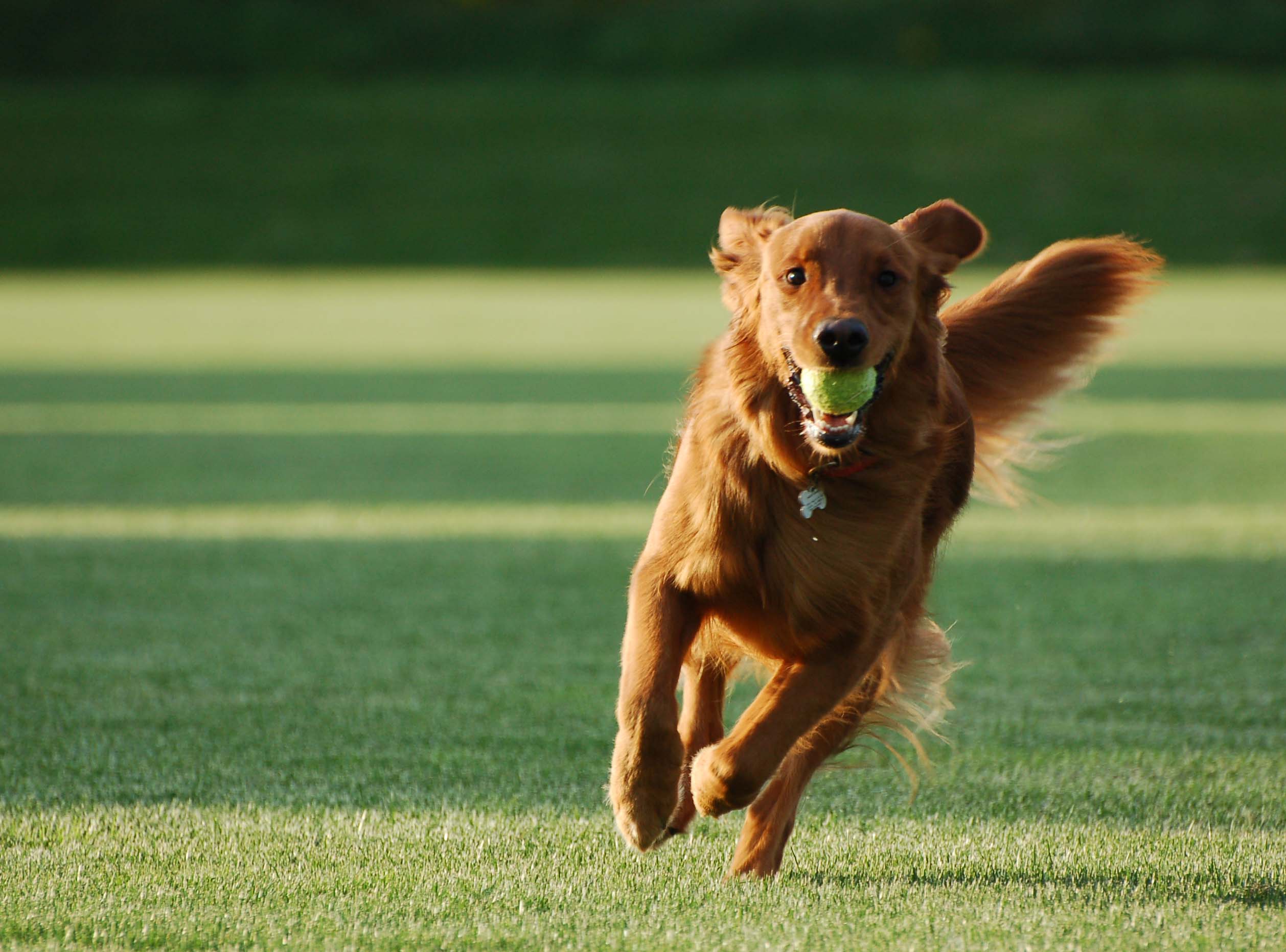 Dog Training Wallpapers Top Free Dog Training Backgrounds