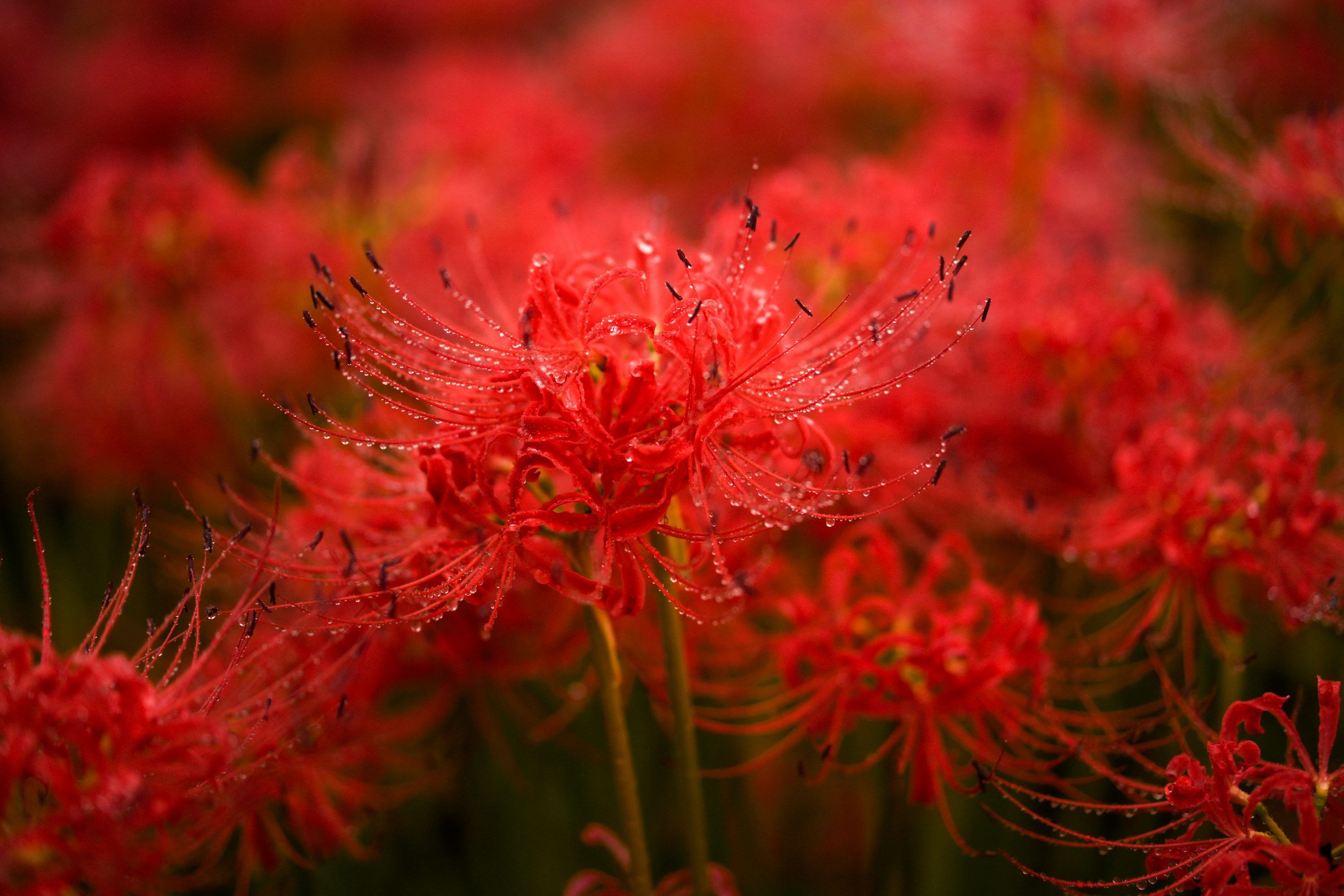 Spiderlily Wallpapers Top Free Spiderlily Backgrounds Wallpaperaccess