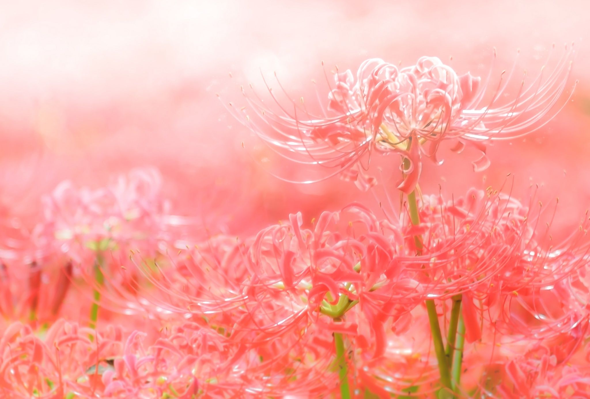 Spider Lily Anime Wallpapers Top Free Spider Lily Anime Backgrounds