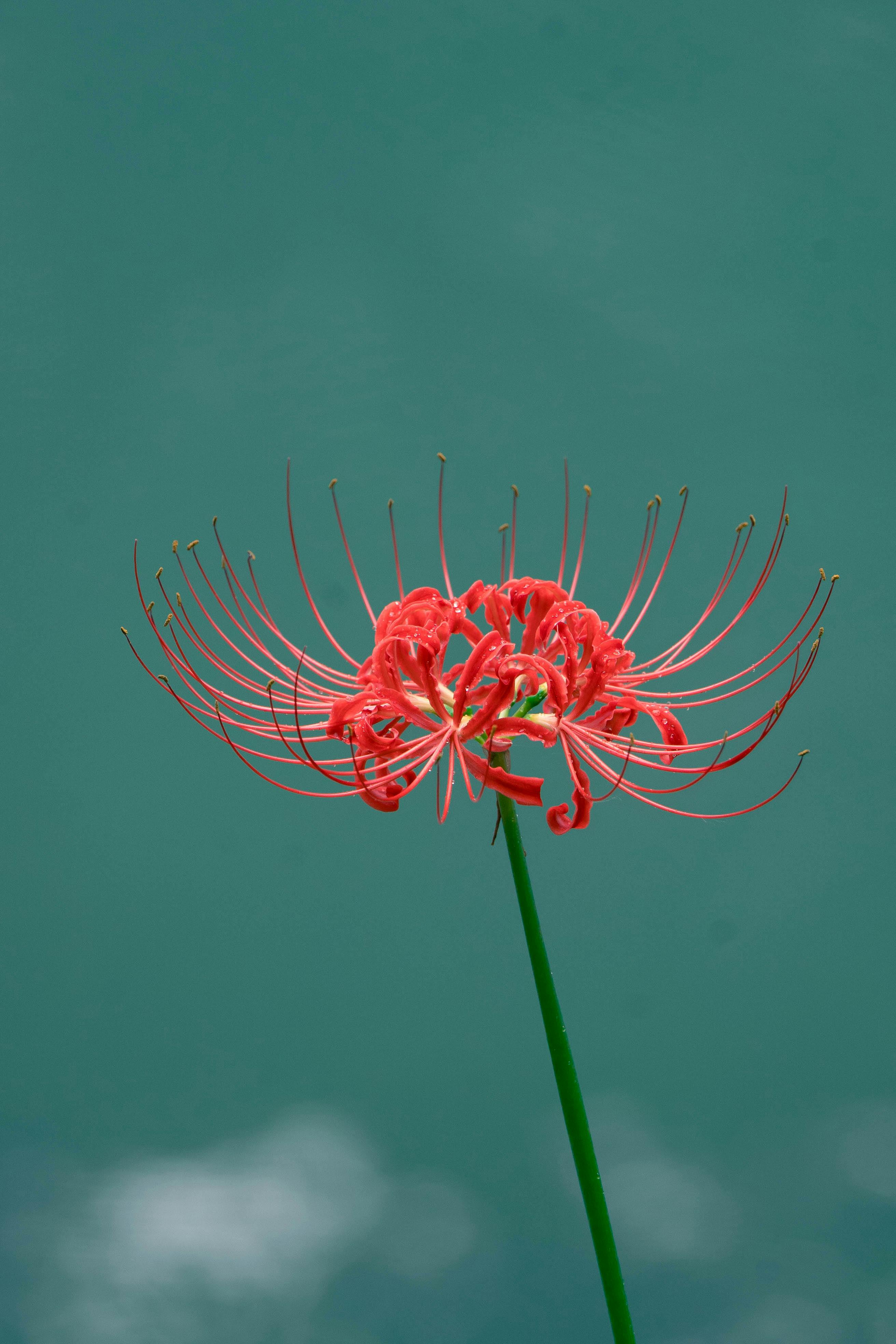 Spiderlily Wallpapers Top Free Spiderlily Backgrounds Wallpaperaccess