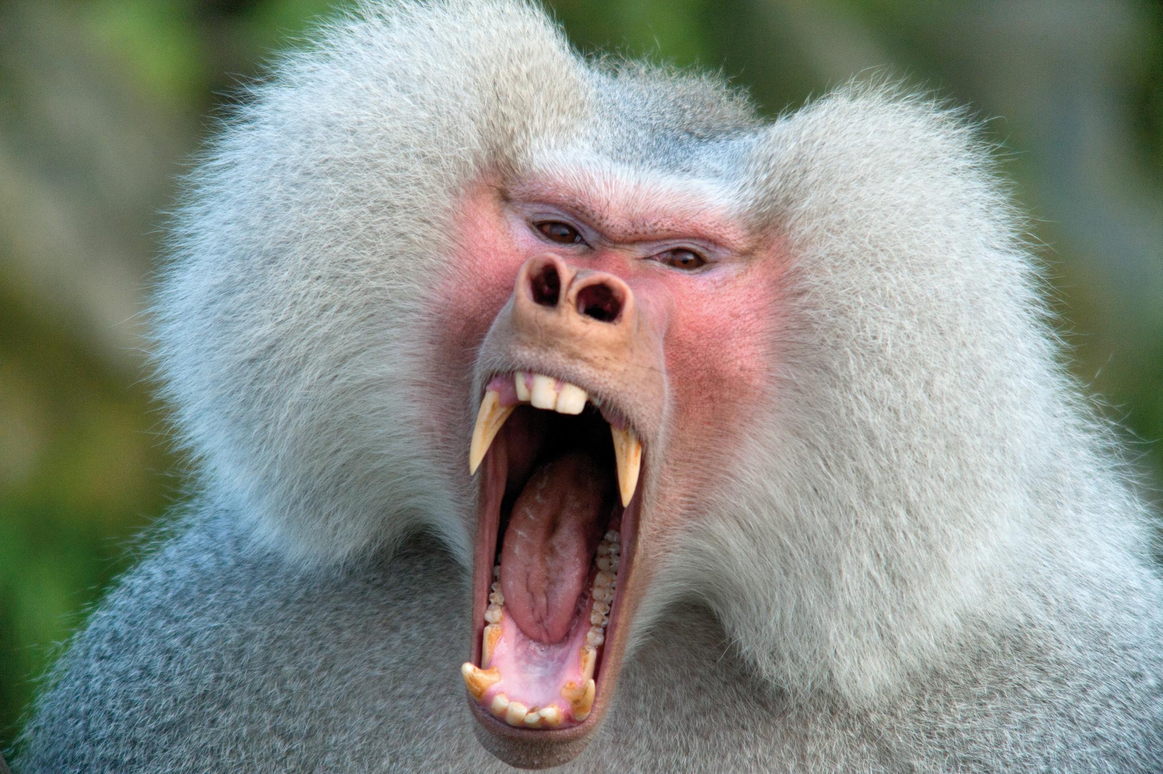 Baboon Wallpapers Top Free Baboon Backgrounds WallpaperAccess
